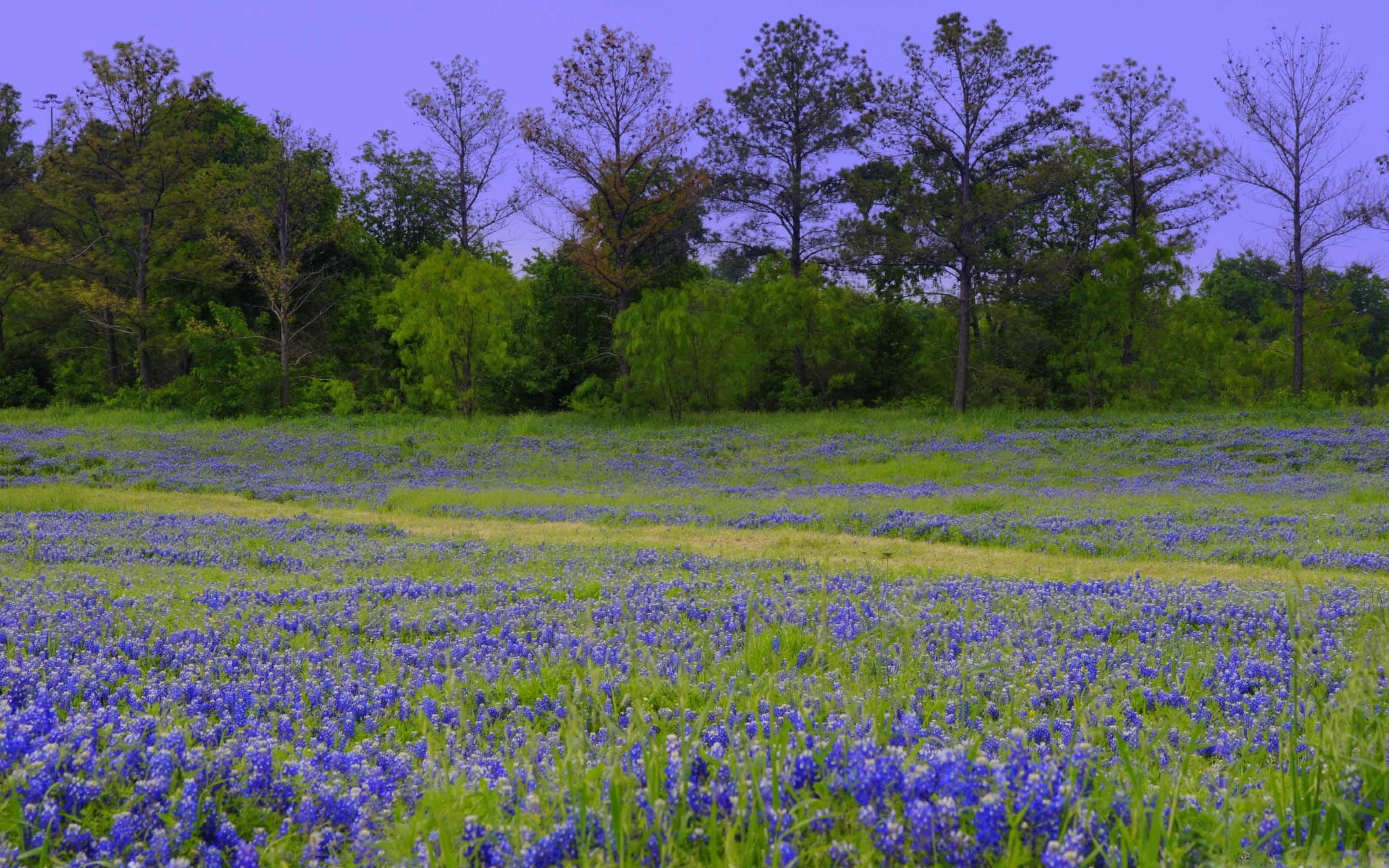 Texas, Bluebonnet Feld, Natur, Frühling, florale, 2880x1800 HD Desktop