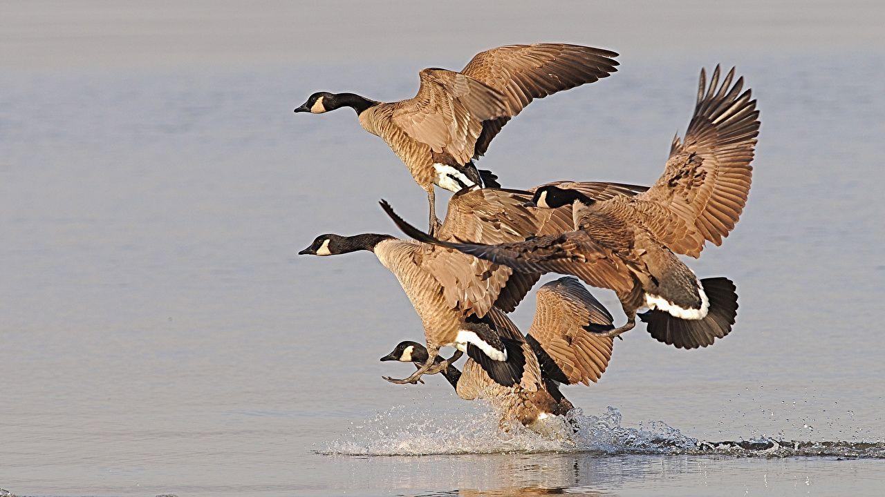 Gänse, Vögel, Tiere, Desktop, Hintergrund, 1280x720 HD Desktop