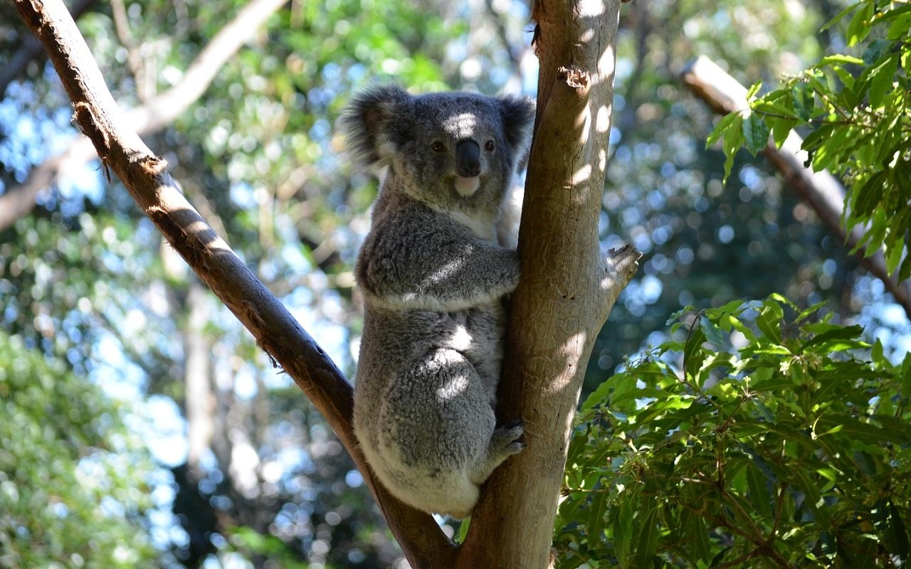 Ultra HD, Koala, Australien, Fluffig, Tiere, 1280x800 HD Desktop