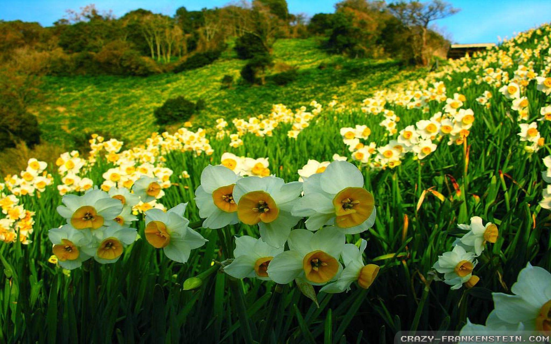 Narzissen, Natur, Frühlingsblumen, HD, Farben, 1920x1200 HD Desktop