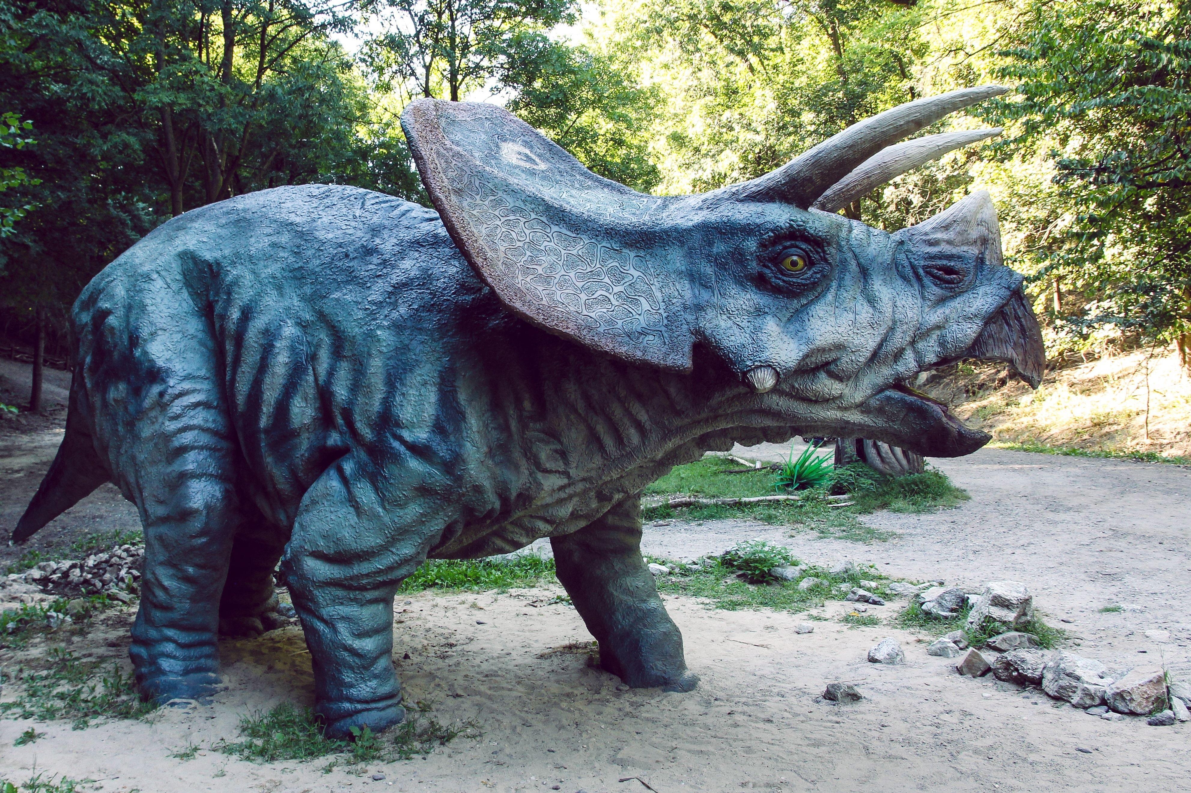 Graues Triceratops Bild kostenlos Download, 3970x2650 4K Desktop