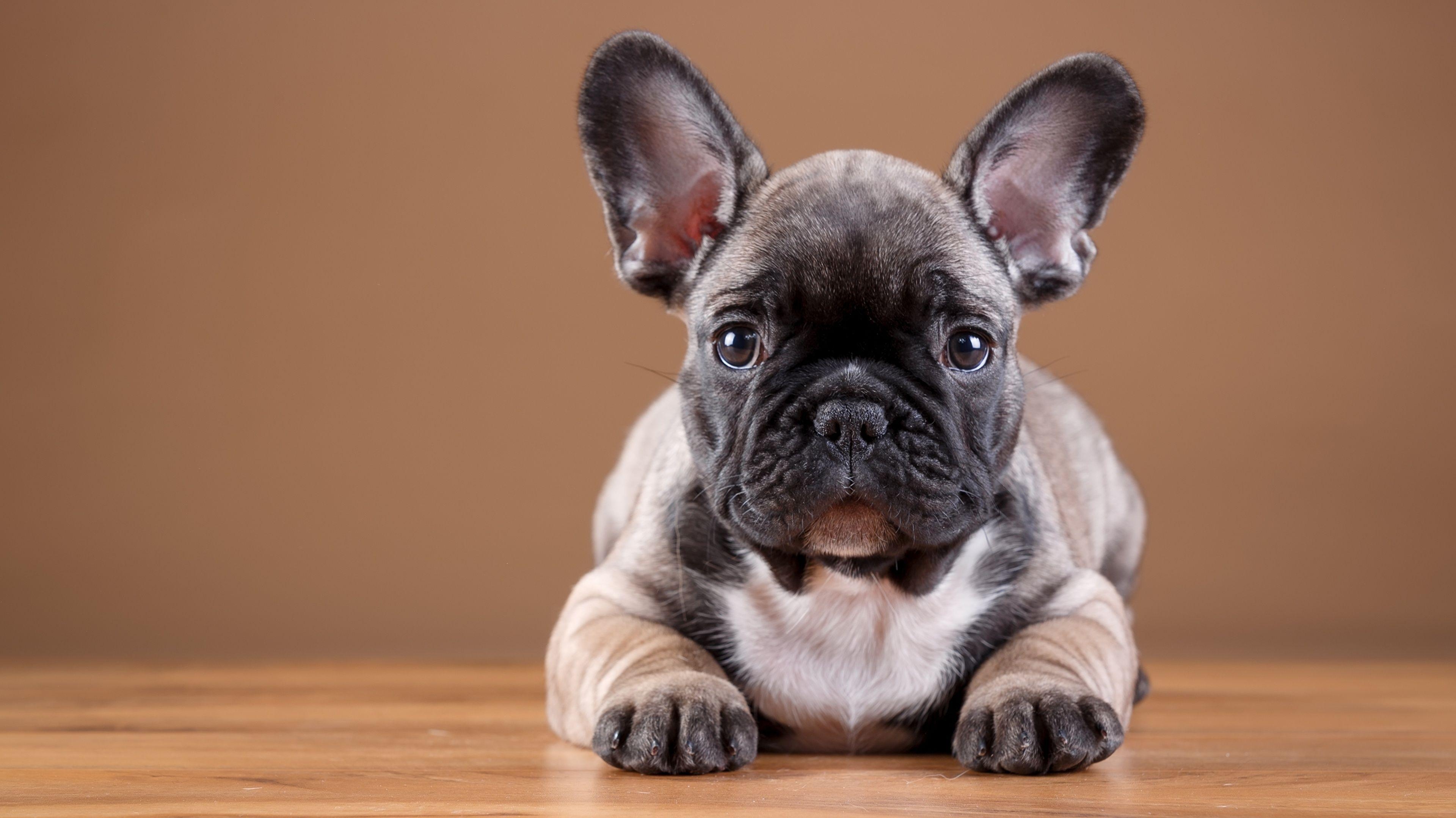 Französische Bulldogge, Breitbild, Wallpaper, adorable, Hund, 3840x2160 4K Desktop