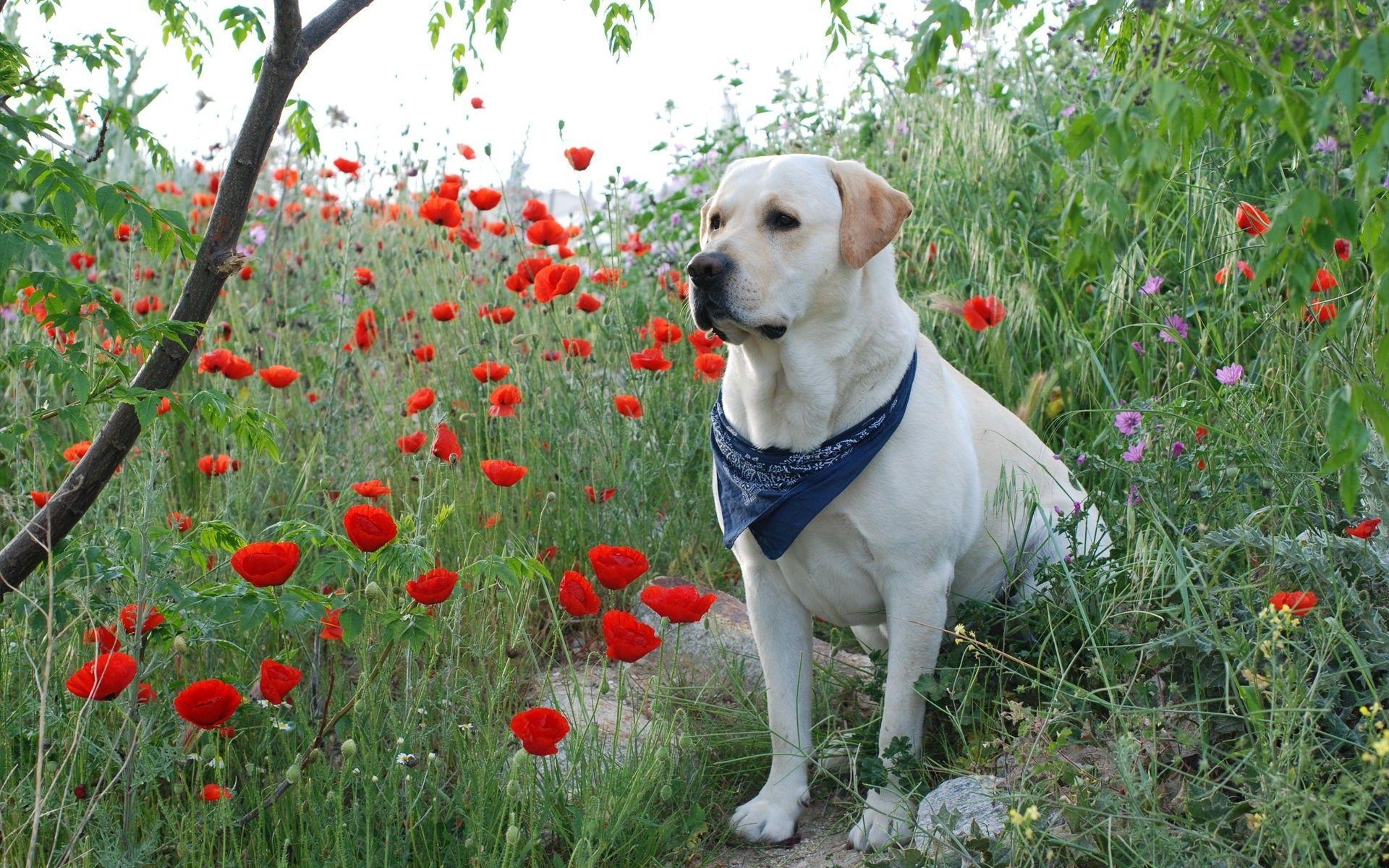 Labrador Retriever, Full HD, Tier, Hund, Bild, 1920x1200 HD Desktop