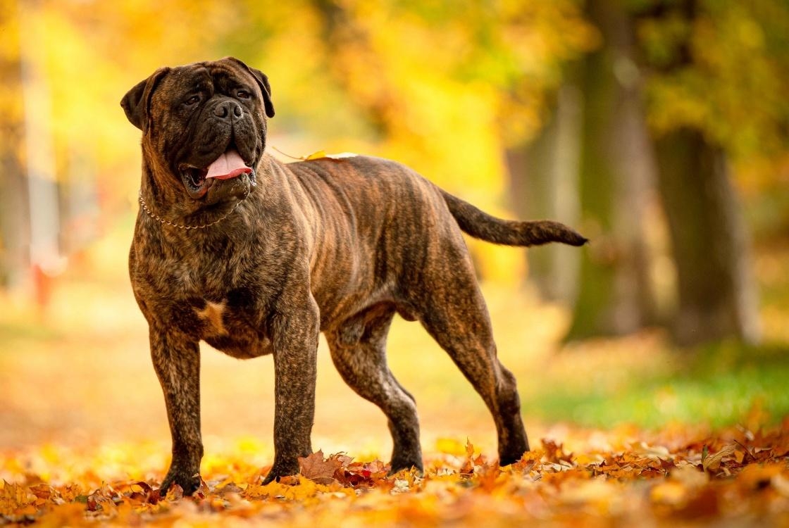 Bullmastiff, Rottbull, Hund, Tiere, Haustiere, 1120x750 HD Desktop