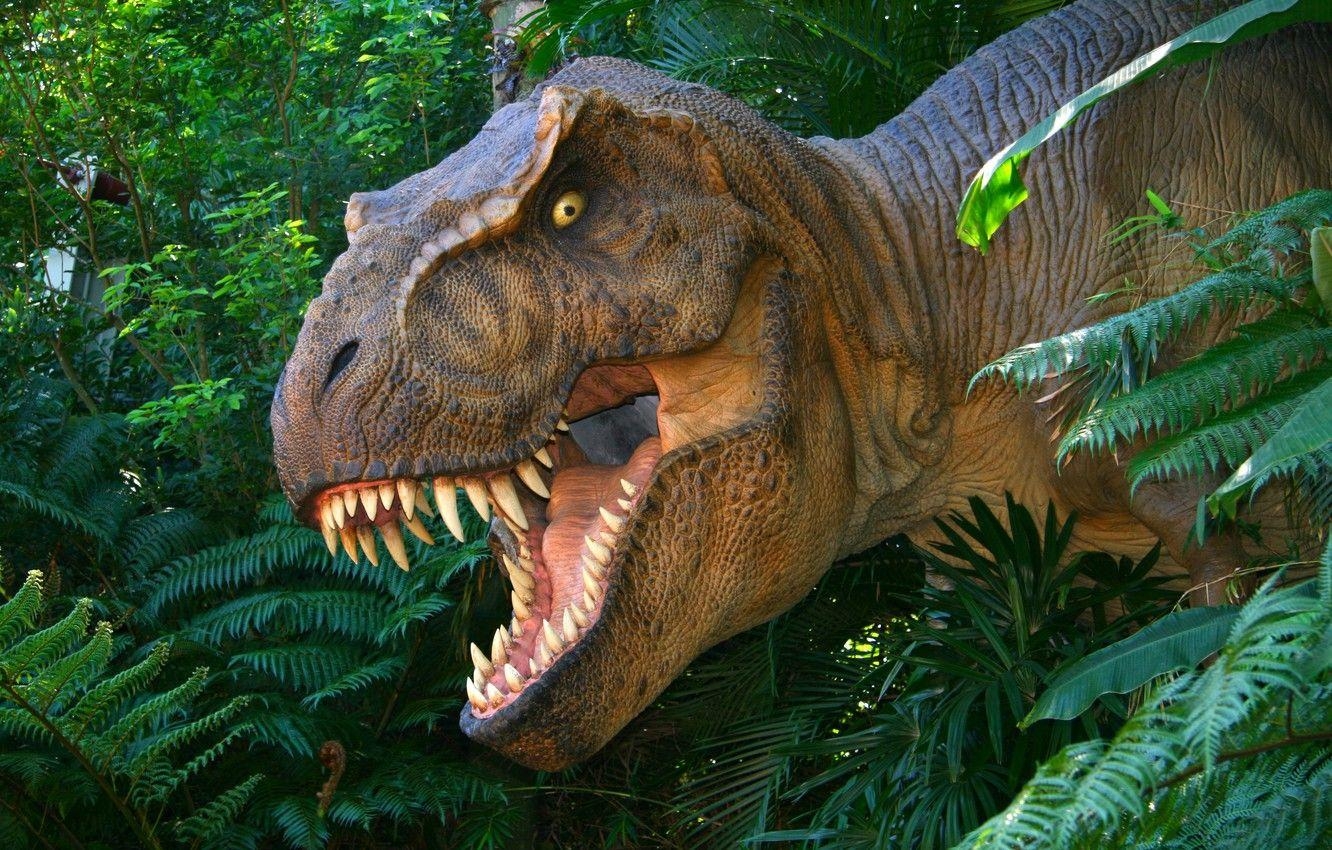 Tyrannosaurus Rex, Jurassic Park, prähistorisch, Dinosaurier, Desktop Bild, 1340x850 HD Desktop