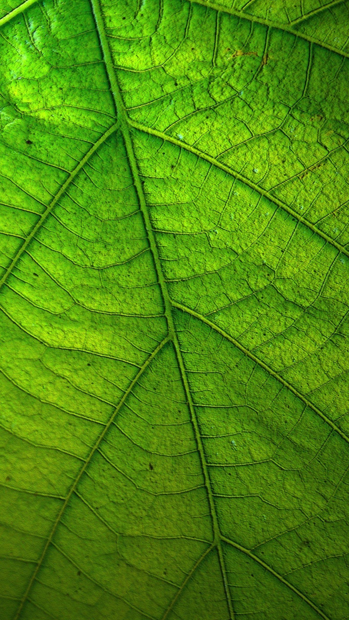 Grünes Blatt, Android Hintergrund, Natur, Bilddarstellung, Pflanzenbild, 1440x2560 HD Handy