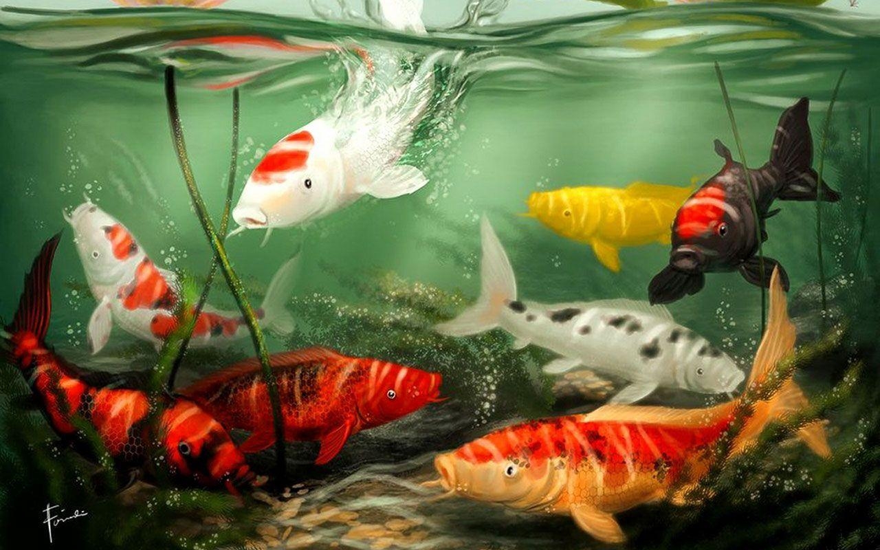 Koi Hintergrund, HD, Android, Farben, Wasser, 1280x800 HD Desktop