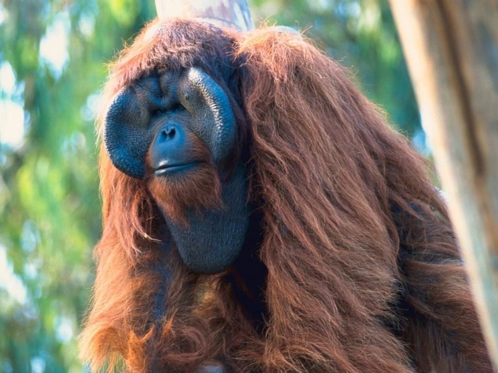 Am meisten angesehen, Orang-Utan, Tier, Bild, Primat, 1030x770 HD Desktop