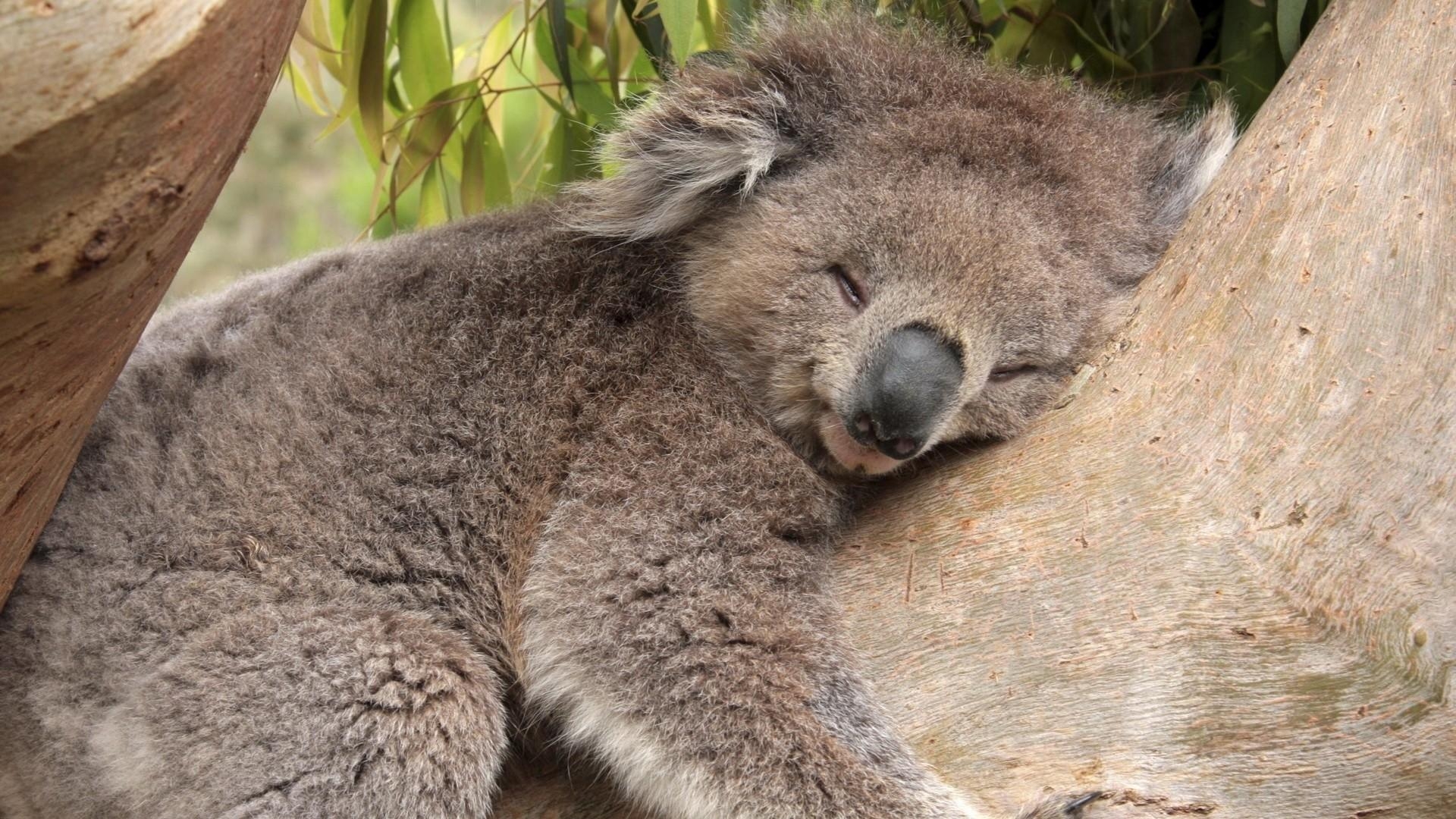 Koala, Australien, Tiere, Eukalyptus, Hintergrund, 1920x1080 Full HD Desktop