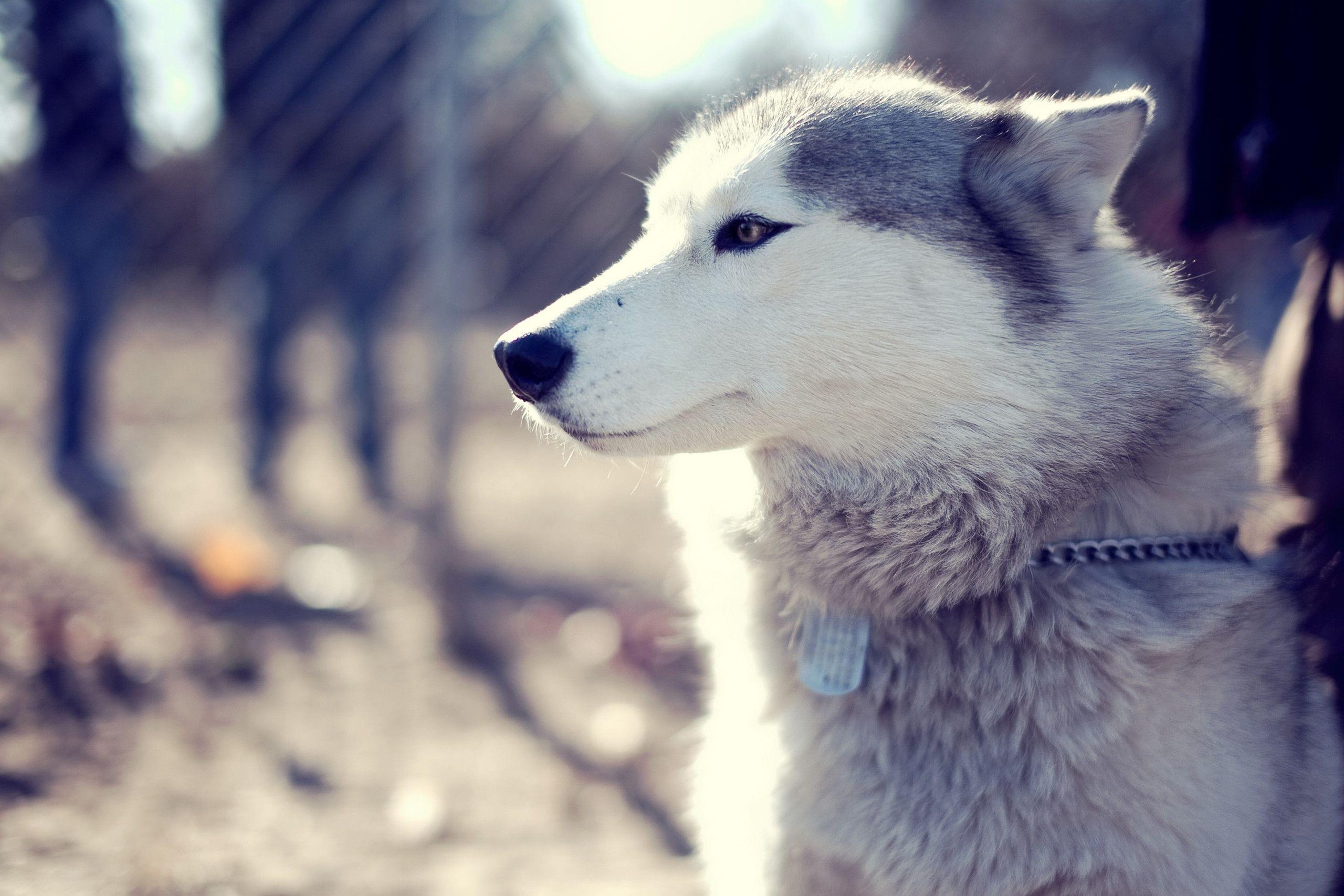 Alaskan Malamute, Tiere, Fotografie, Hintergrundbild, Hund, 2560x1710 HD Desktop