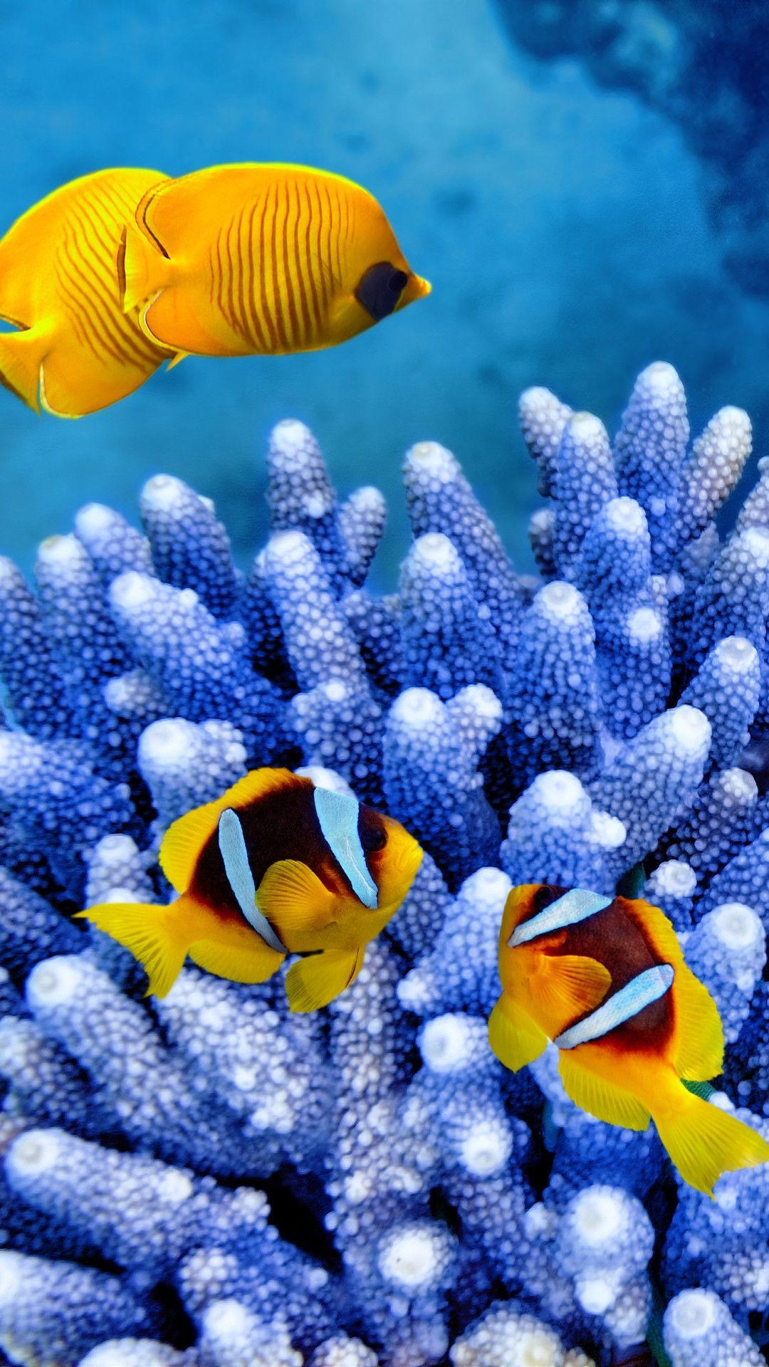 Clown Fische, Hintergrund, Fische, Tiere, HD, 1080x1920 Full HD Handy