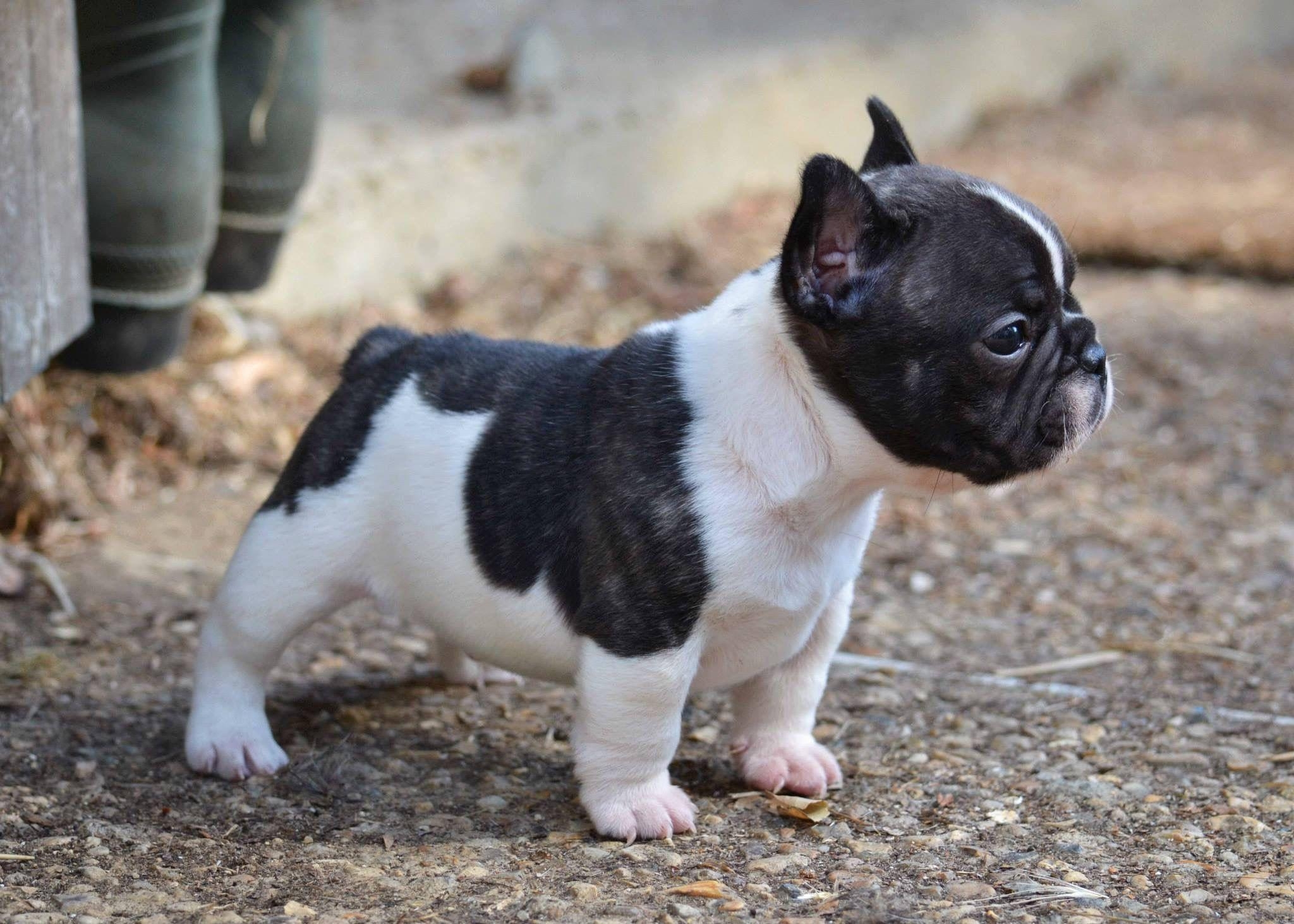 Beliebte Bulldogge, Wallpaper, Haustier, niedlich, Hunde, 2050x1470 HD Desktop