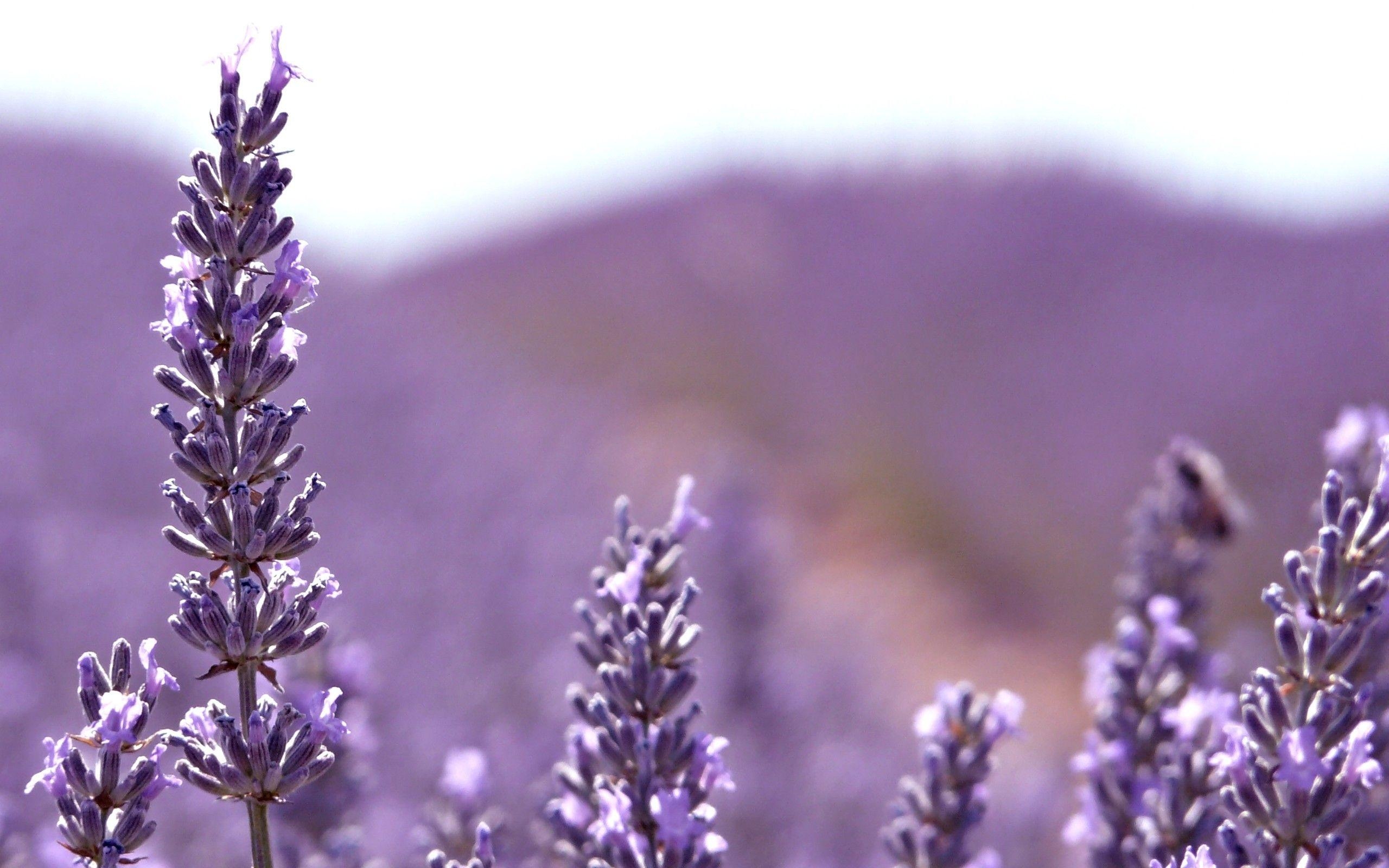 Lavendel, Weit, Natur, Lila, Hintergrund, 2560x1600 HD Desktop