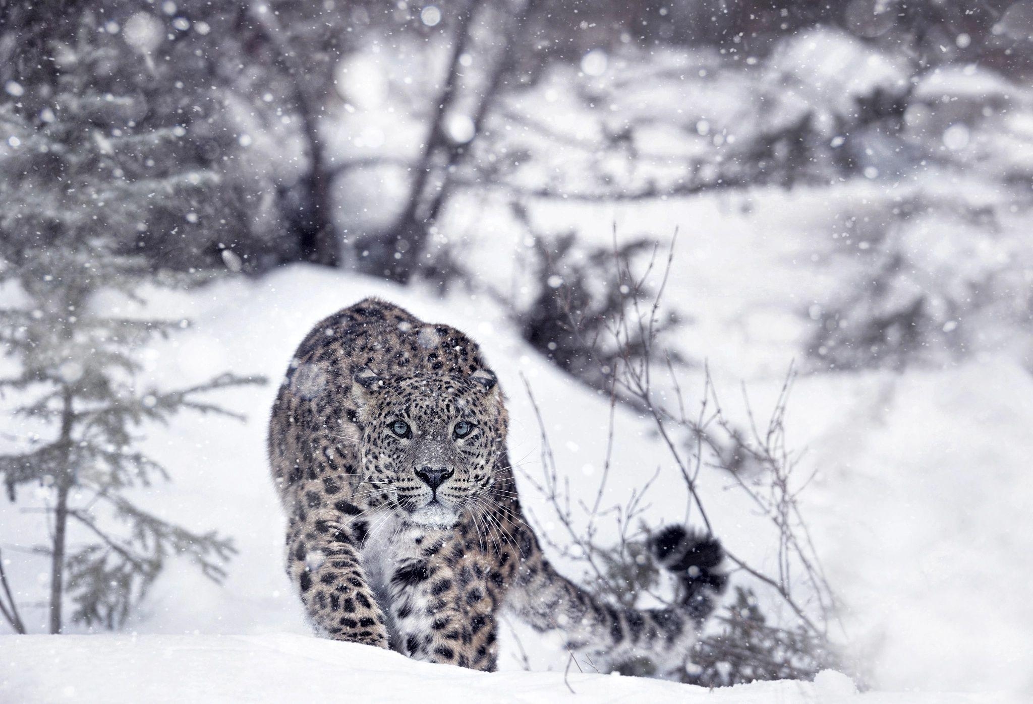 Schneeleopard, Tiere, Winter, Schnee, Natur, 2050x1400 HD Desktop