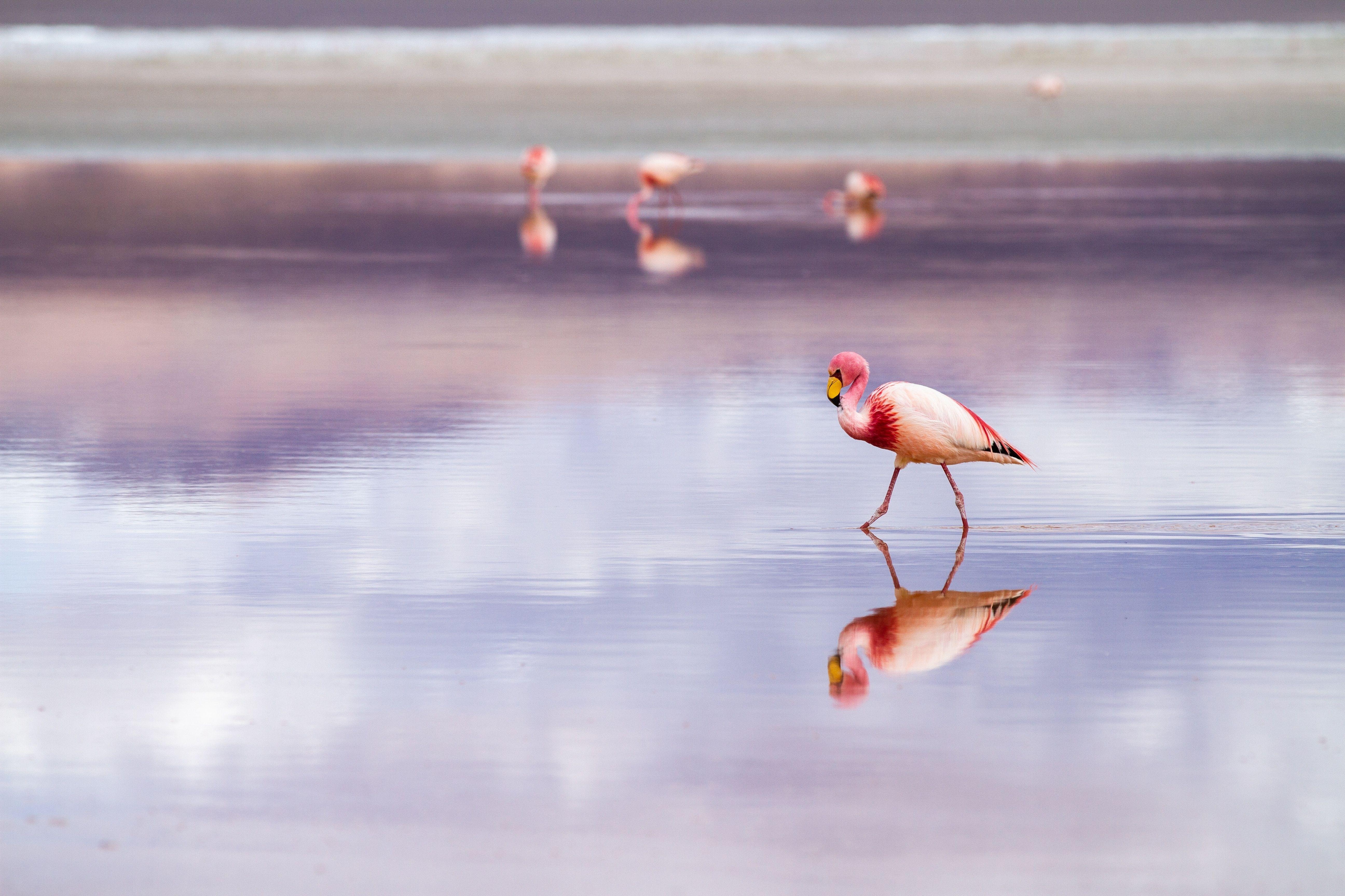 Flamingos, Laguna Colorada, Uyuni, Bolivien, Foto, 5190x3460 4K Desktop