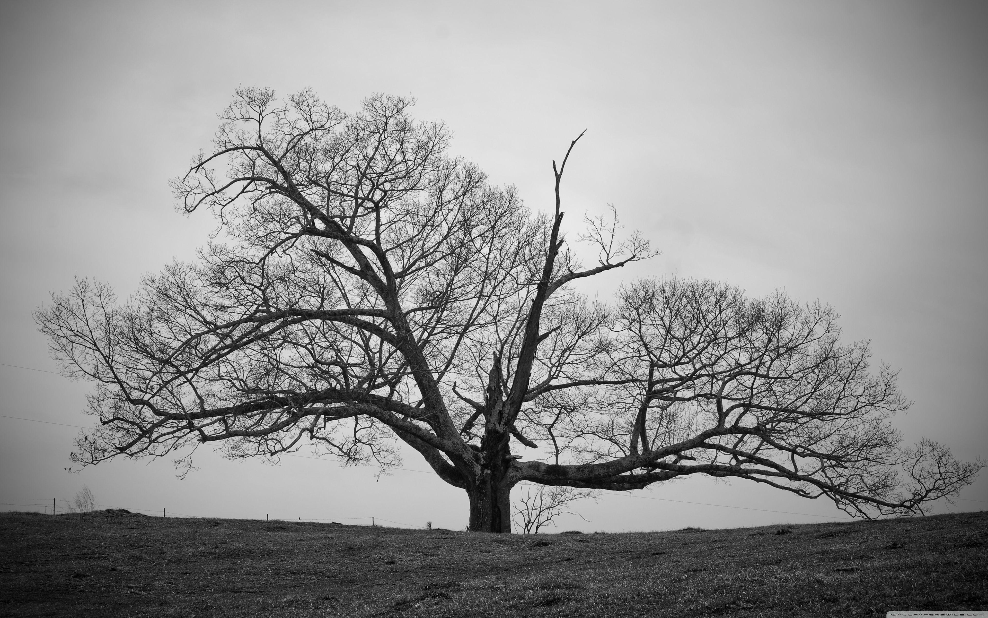 Alter, Baum, 4K, Ultra HD, Bildschirm, 3840x2400 4K Desktop