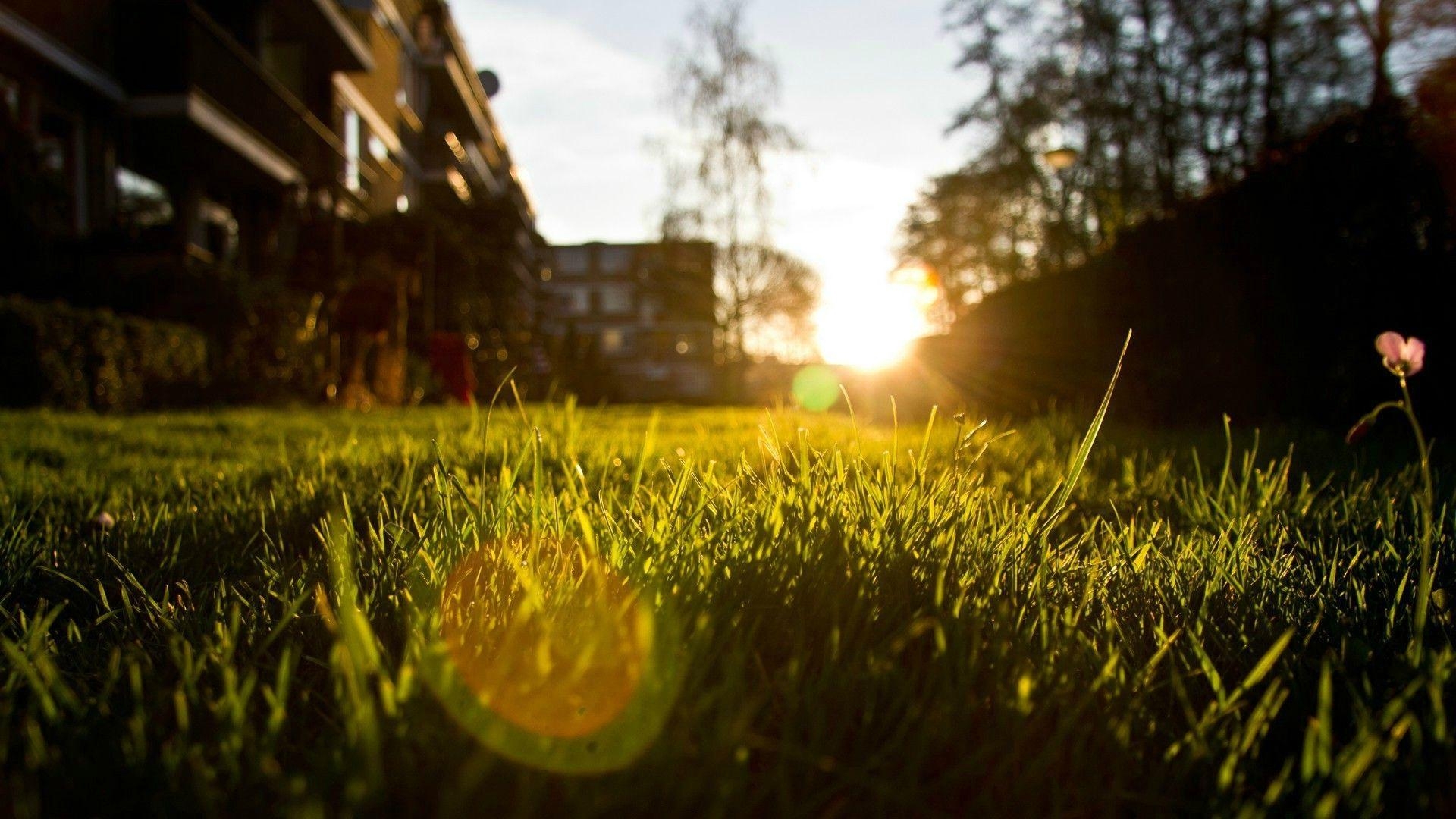 Gras, Tiefenschärfe, Natur, Lichtreflex, Hintergrund, 1920x1080 Full HD Desktop