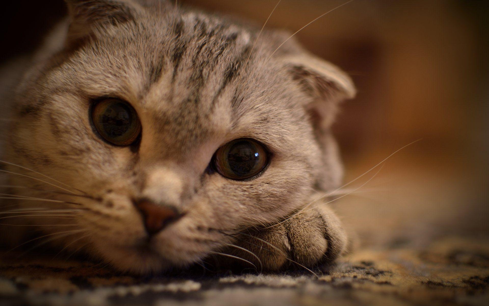 Scottish Fold, Hauskatze, HD, Hintergrund, Faltkatze, 1920x1200 HD Desktop