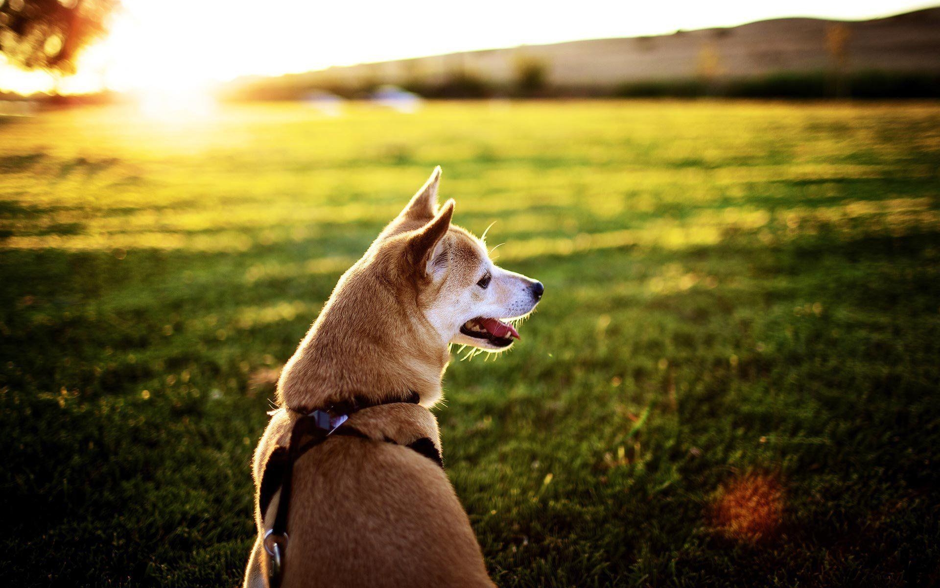 Shiba Inu, Hunde, Japanisch, Tier, Vierbeiner, 1920x1200 HD Desktop