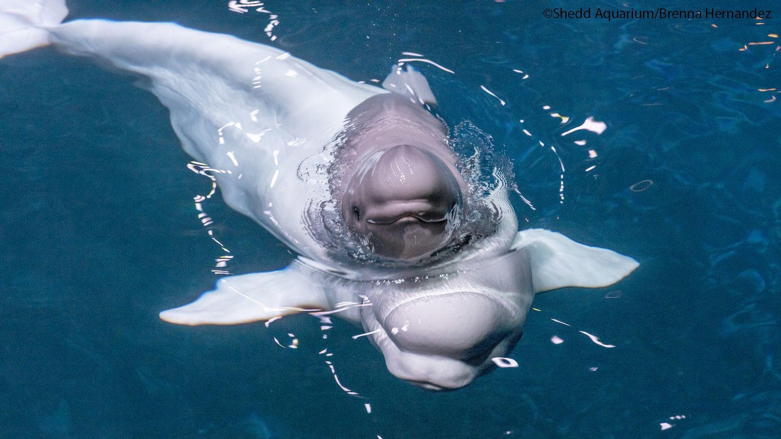 Shedd Aquarium, Beluga Wal, Geburt, Kalb, Mauyak, 1600x900 HD Desktop