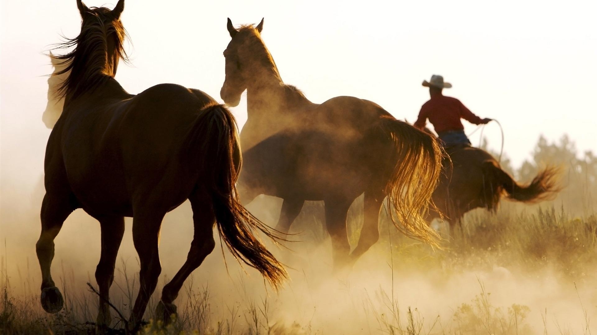 Rodeo, Bild, Hintergrund, Sport, Western, 1920x1080 Full HD Desktop