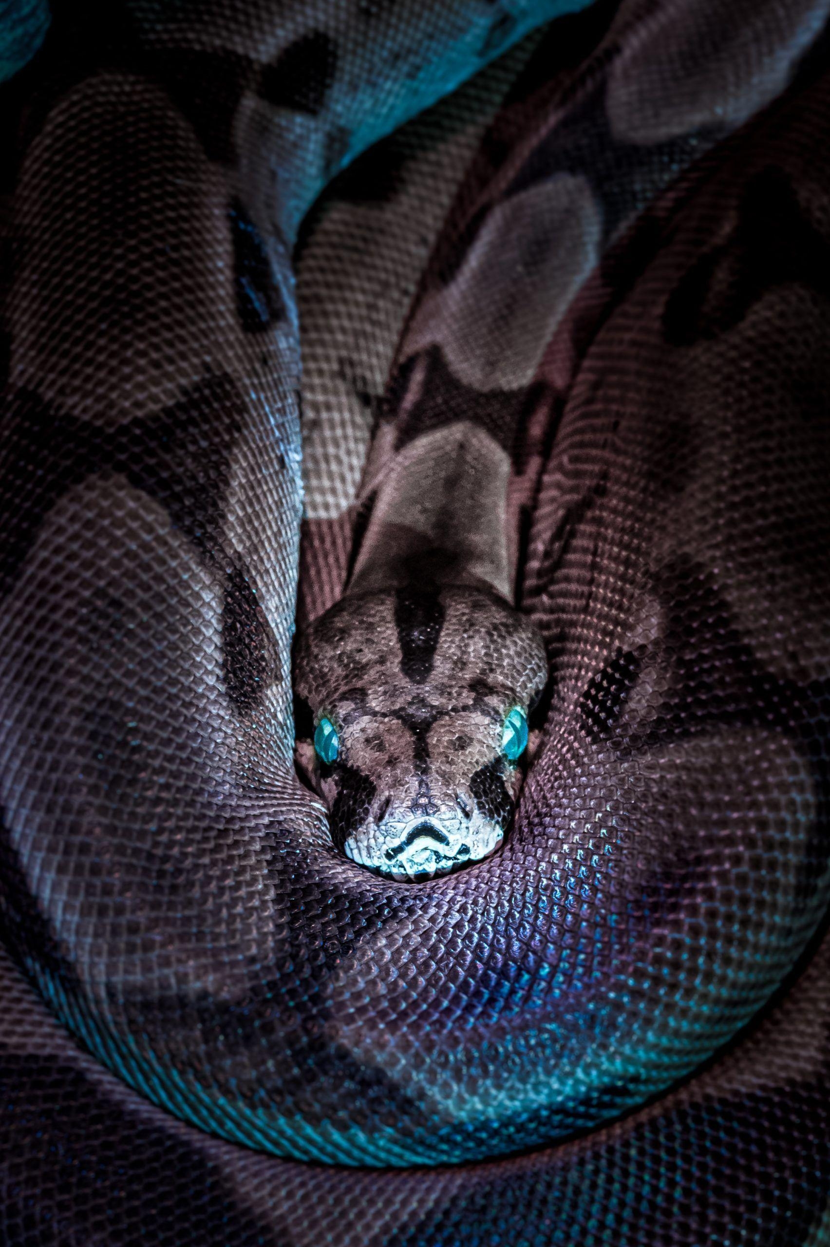 iPhone-Hintergrund, Blaue Boa, Schlange, Reptil, Serpent, 1710x2560 HD Handy