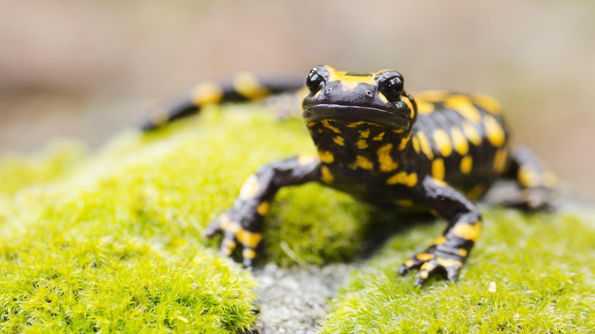 HD Qualitäten, Salamander Detail, Reptilien Schönheit, 1920x1080 Full HD Desktop