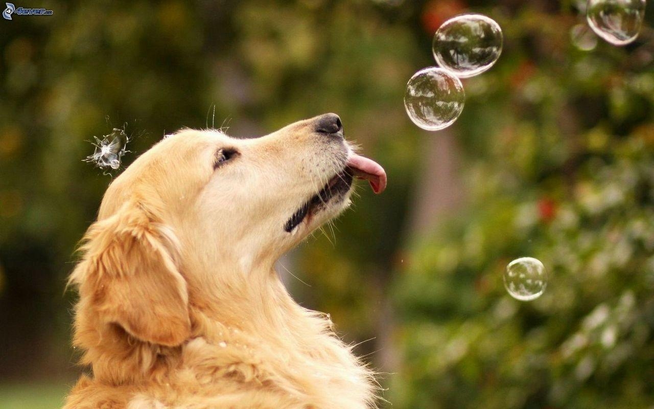 Hunde, Wallpaper, süß, Golden Retriever, Welpe, 1280x800 HD Desktop