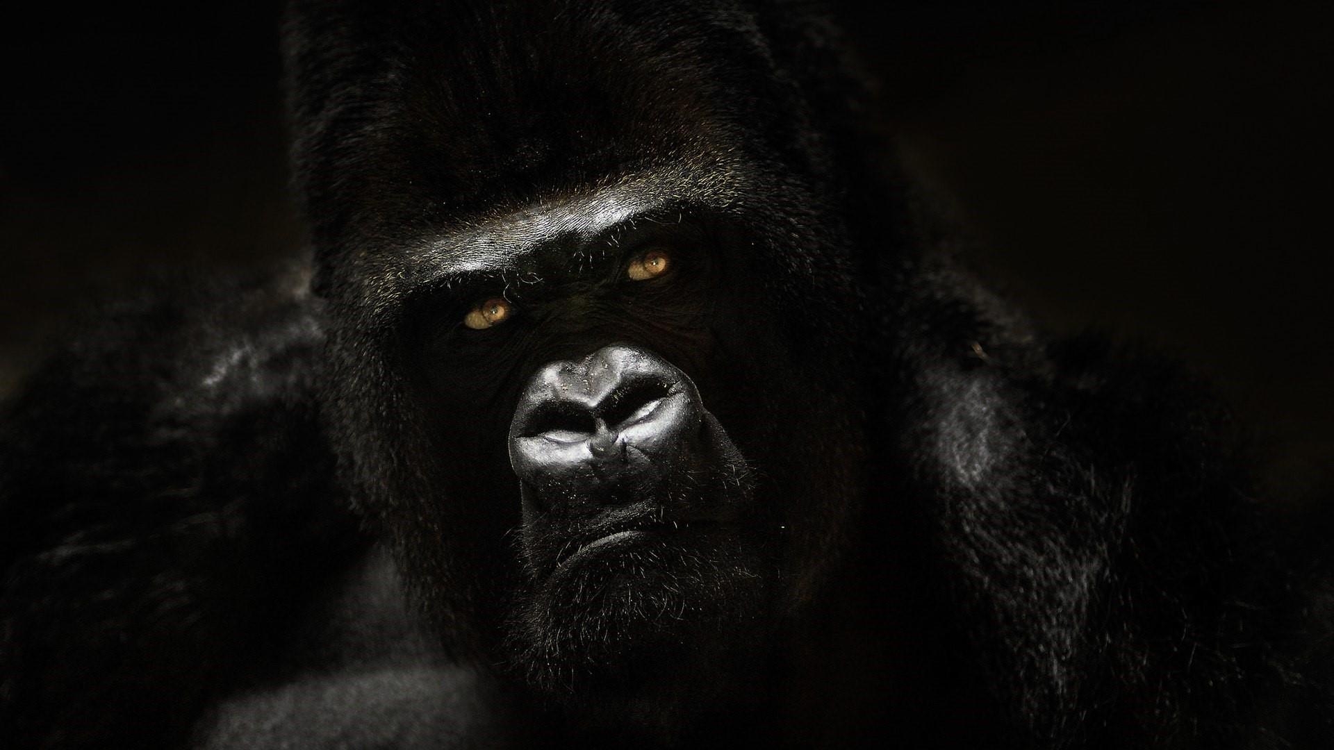 Gorilla, 1080p, Tier, Hintergrund, Bild, 1920x1080 Full HD Desktop