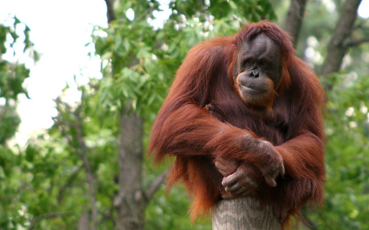 Orang-Utan, kostenlos, herunterladen, Hintergrund, Tier, 1280x800 HD Desktop