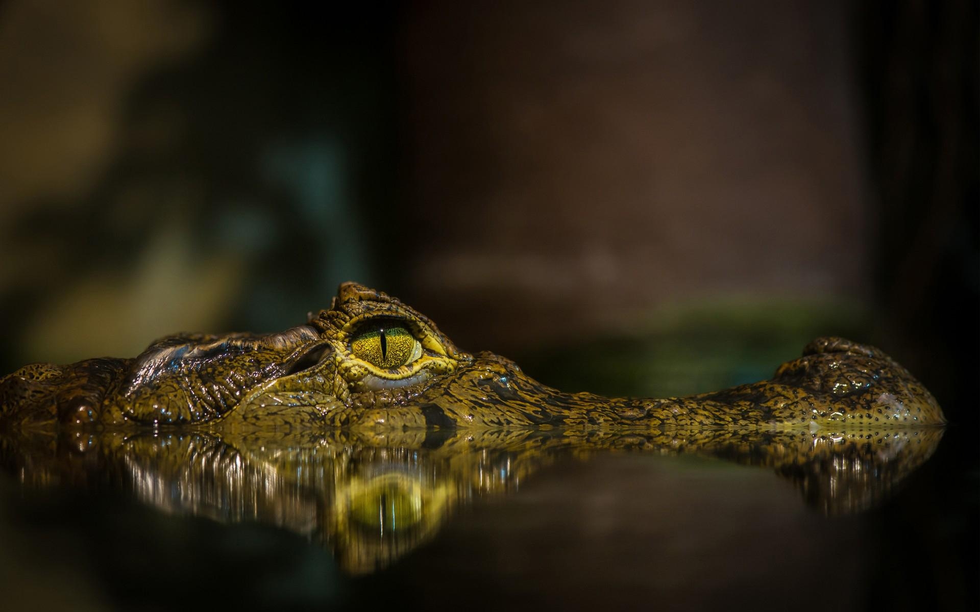 Alligator, Krokodil, Hochwertig, Inspiration, Hintergrund, 1920x1200 HD Desktop