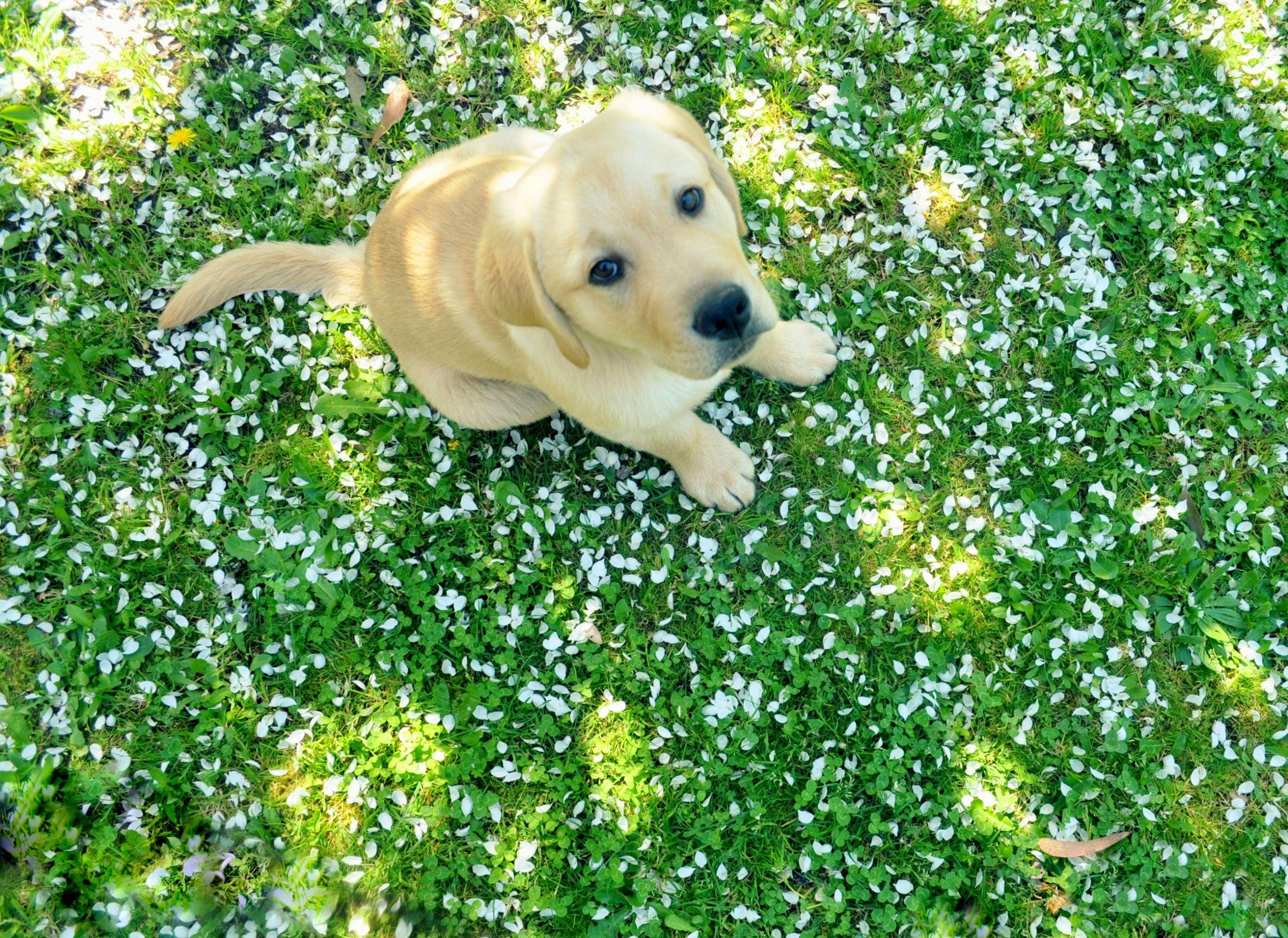 Labrador Retriever, 2560x1440, HD, Hund, Hintergrund, 2800x2040 HD Desktop