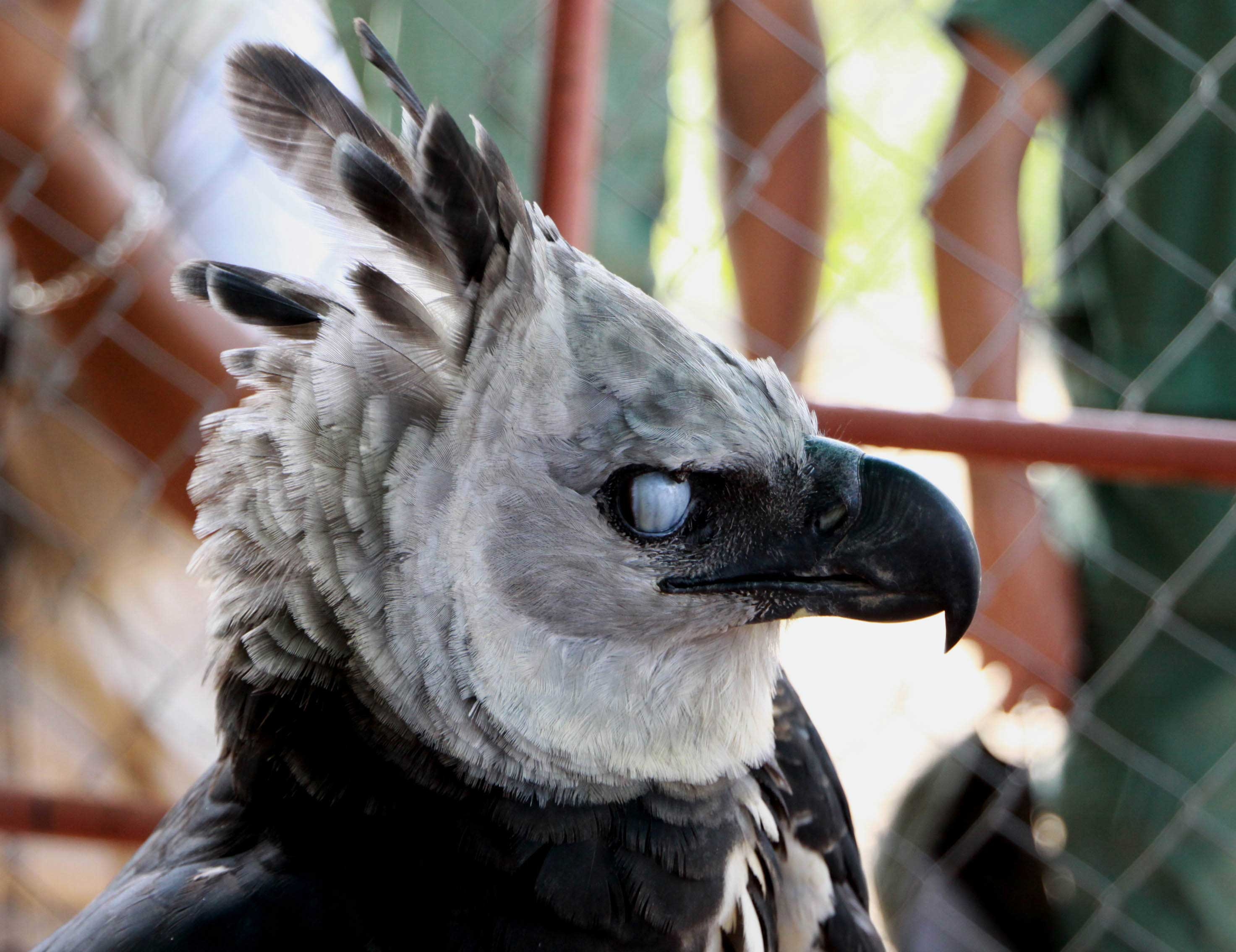 Harpyienadler, Tiere, HD, Bild, Hintergrund, 2950x2270 HD Desktop