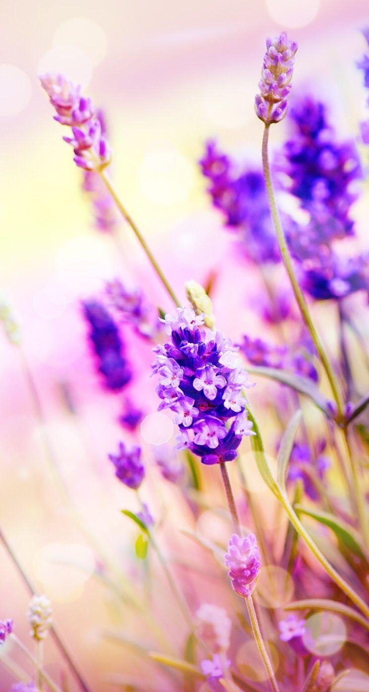 Lavendel, Natur, iPhone, Hintergrund, Ideen, 750x1400 HD Handy