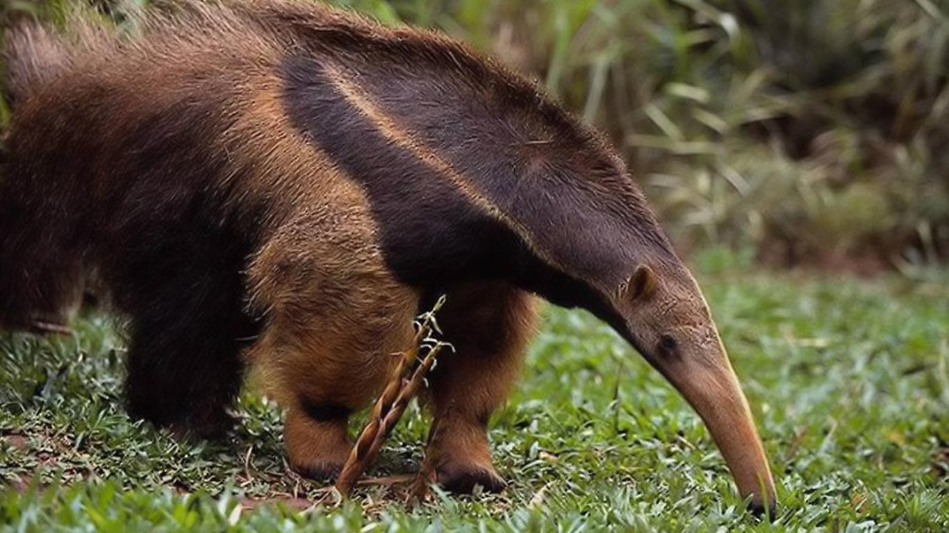 Ameisenbär, Kostenlos, Hintergrundbild, desktop, Riesenameisenbär, 1370x770 HD Desktop