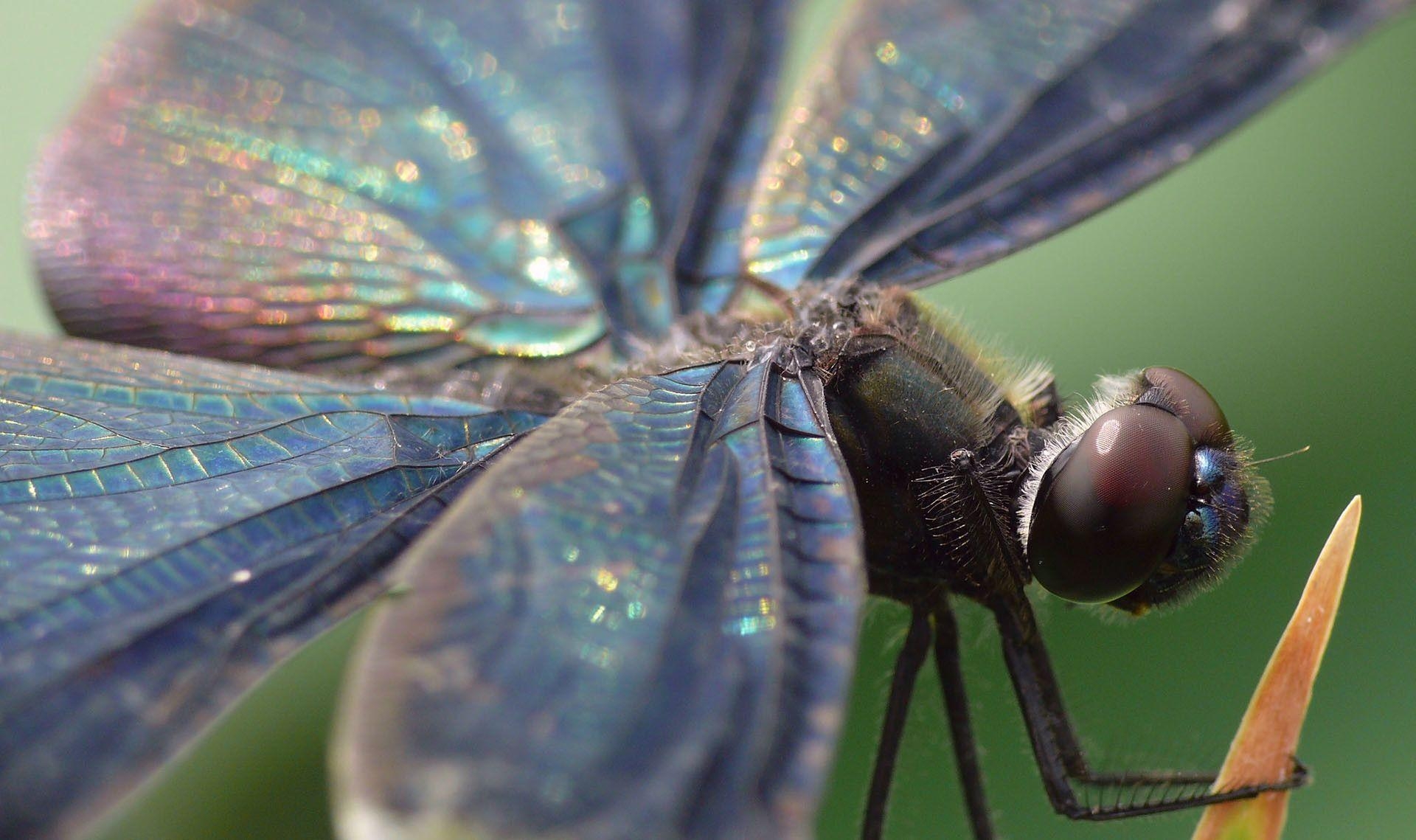 Libelle, Hintergrund, Tier, Natur, Schönheit, 1920x1140 HD Desktop