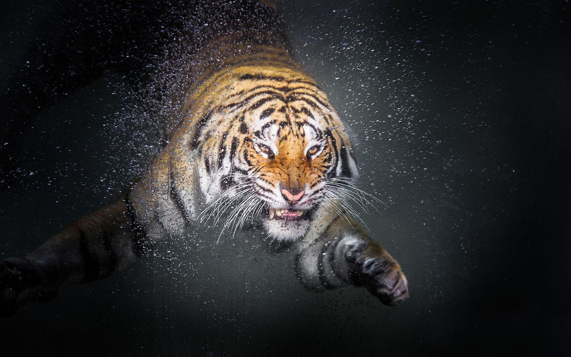 Glass Animals, Tiger, Wasser, Schwimmen, Tiere, 1920x1200 HD Desktop