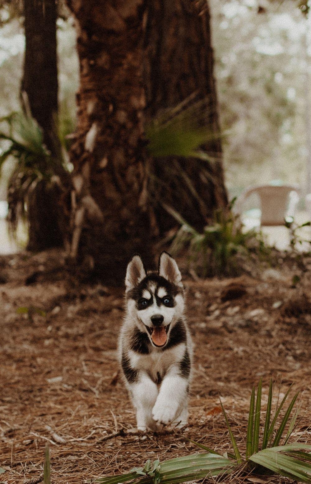 Sibirischer Husky, Foto, Schärfentiefe, Weiß-Schwarz, Tier, 1000x1560 HD Handy