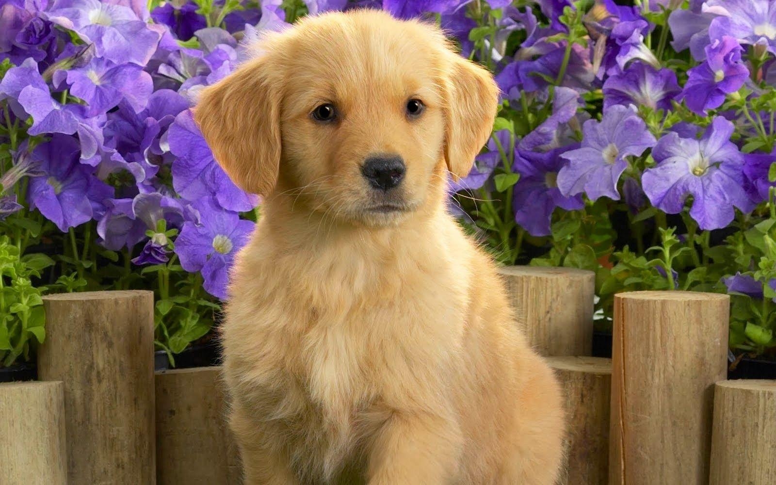 Golden Retriever, Süß, Hund, Welpe, Liebe, 1600x1000 HD Desktop