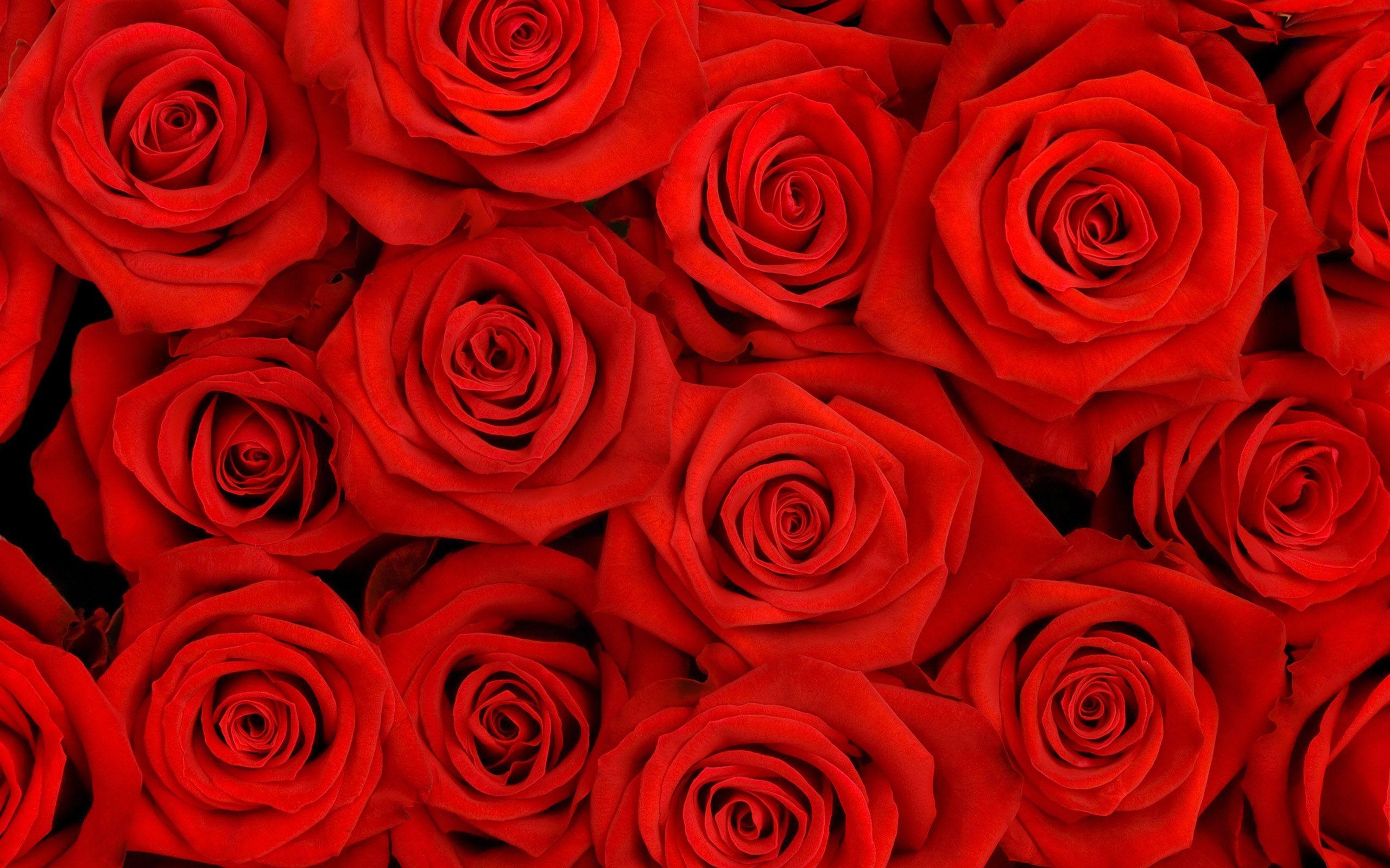 Coole Rosen, Hintergrundbild, Blumen, Natur, Ästhetisch, 2560x1600 HD Desktop