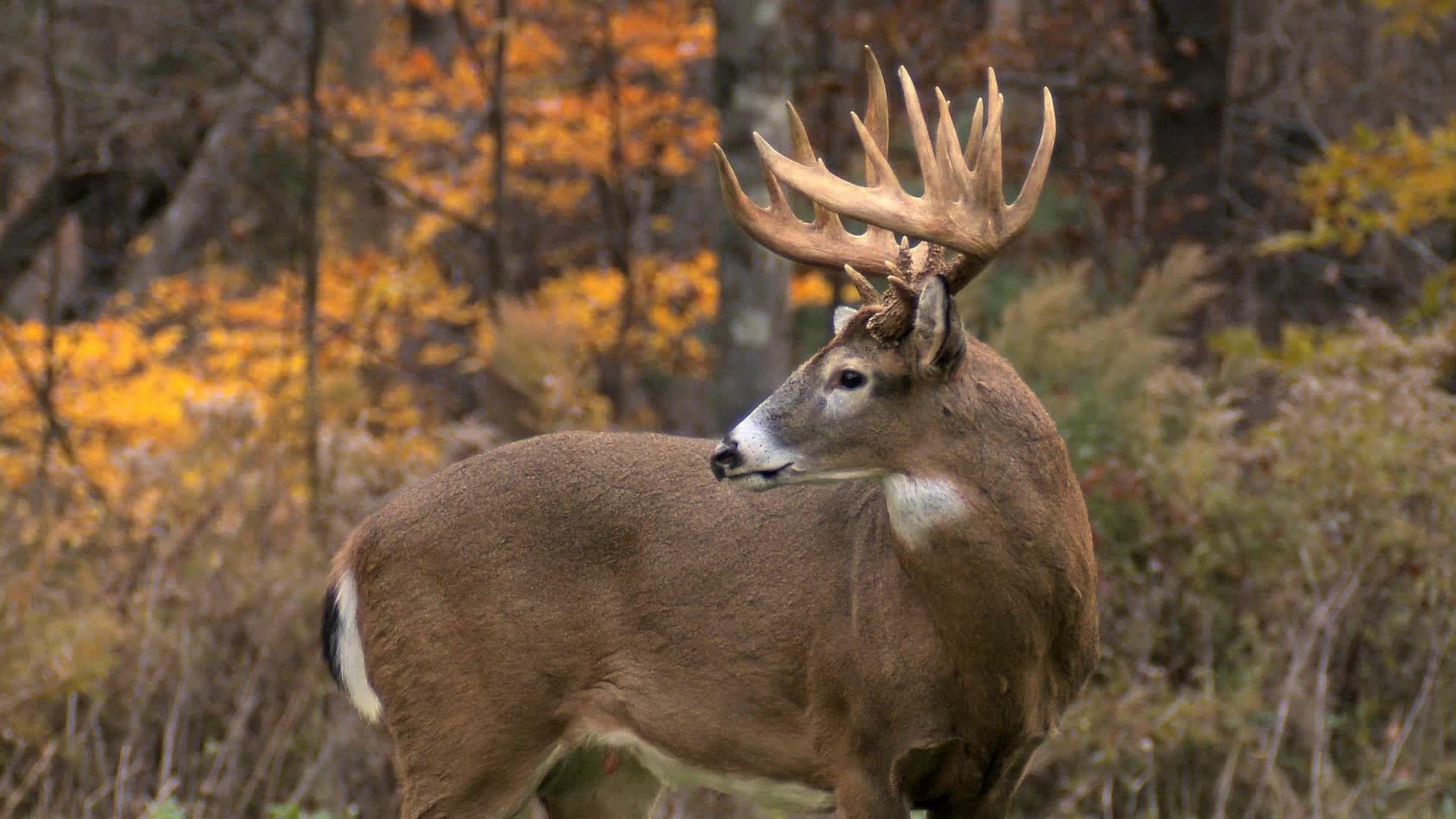 Weißwedelhirsch, Hintergrund, Tiere, HD, Tapetenbilder, 1920x1080 Full HD Desktop