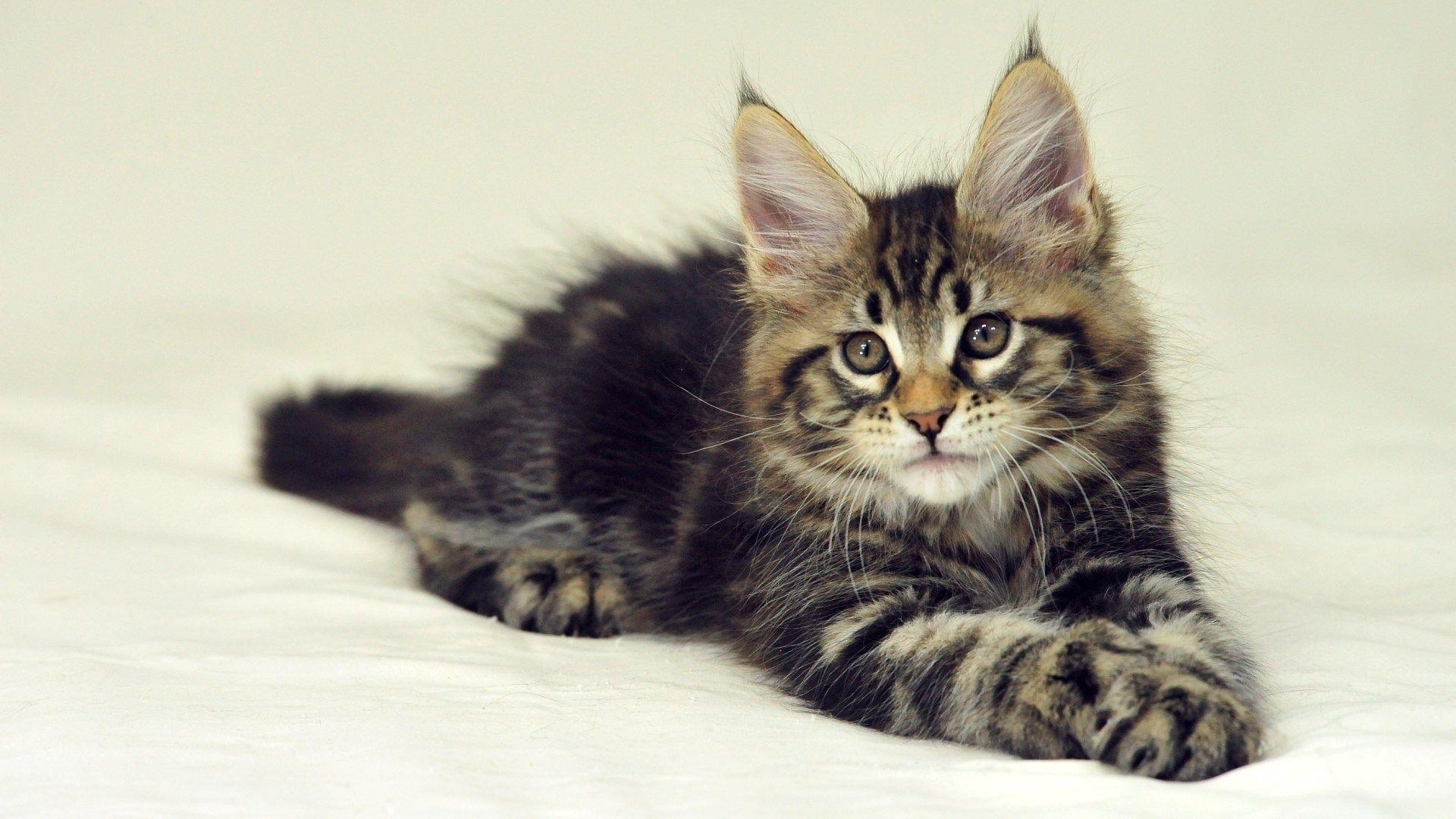 Maine Coon, HD, Hintergrund, Bild, Tiere, 1920x1080 Full HD Desktop