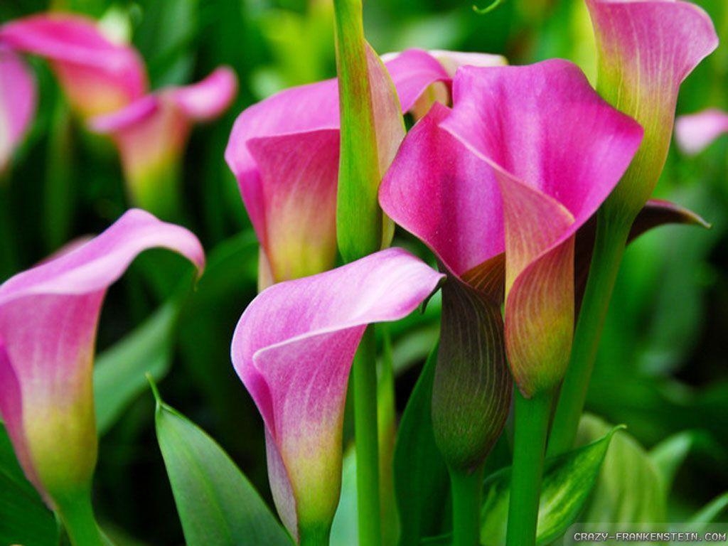 Calla-Lilie, Sommer, Blumenzwiebel, Blüte, Natur, 1030x770 HD Desktop