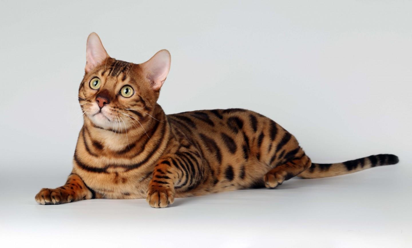 Bengalkatzen, 3D, Tiere, Hintergrund, Kostenlose, 1440x870 HD Desktop