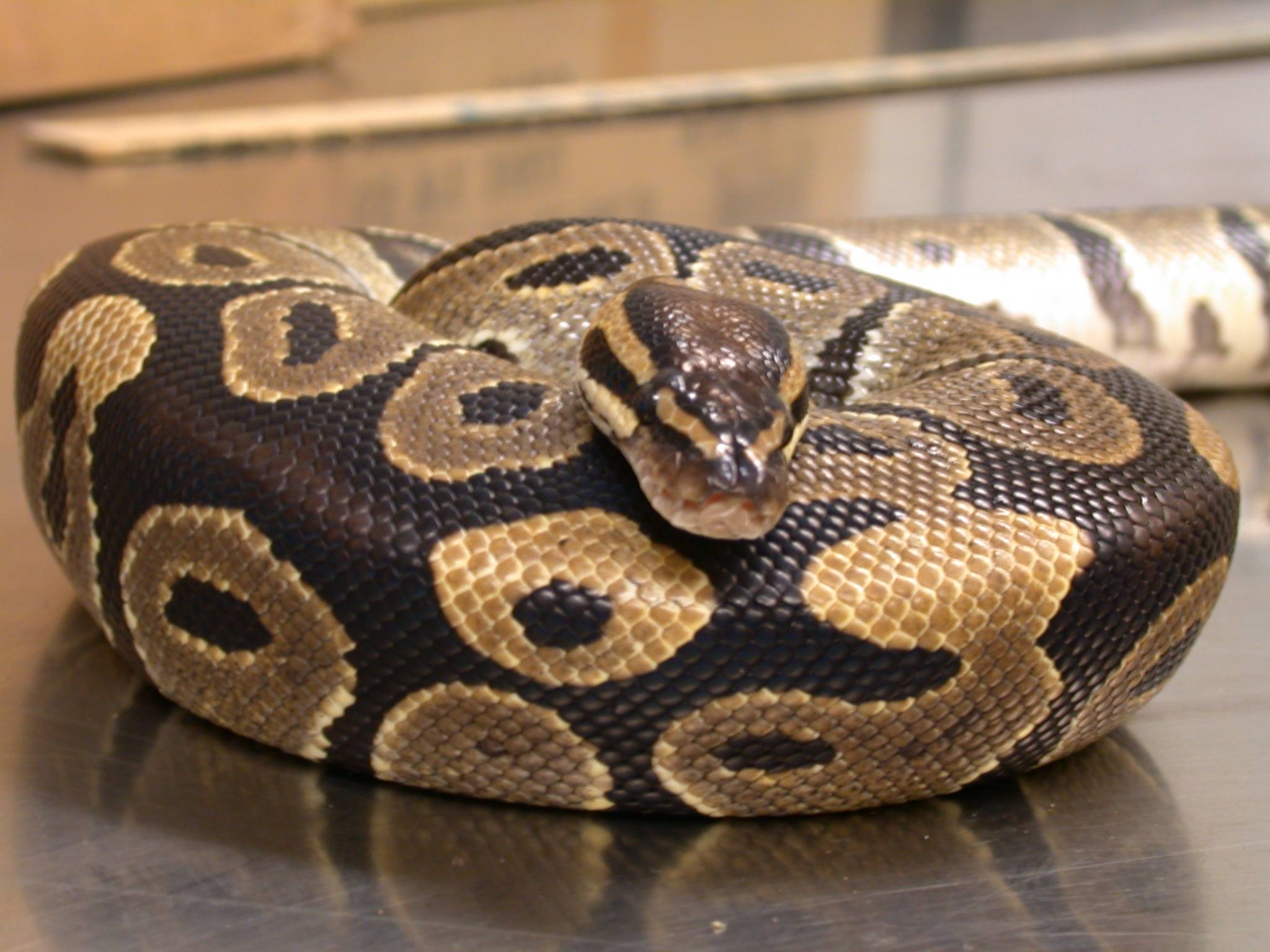 Ball Python, Schlange, Einsteiger, Tier, Bild, 2050x1540 HD Desktop