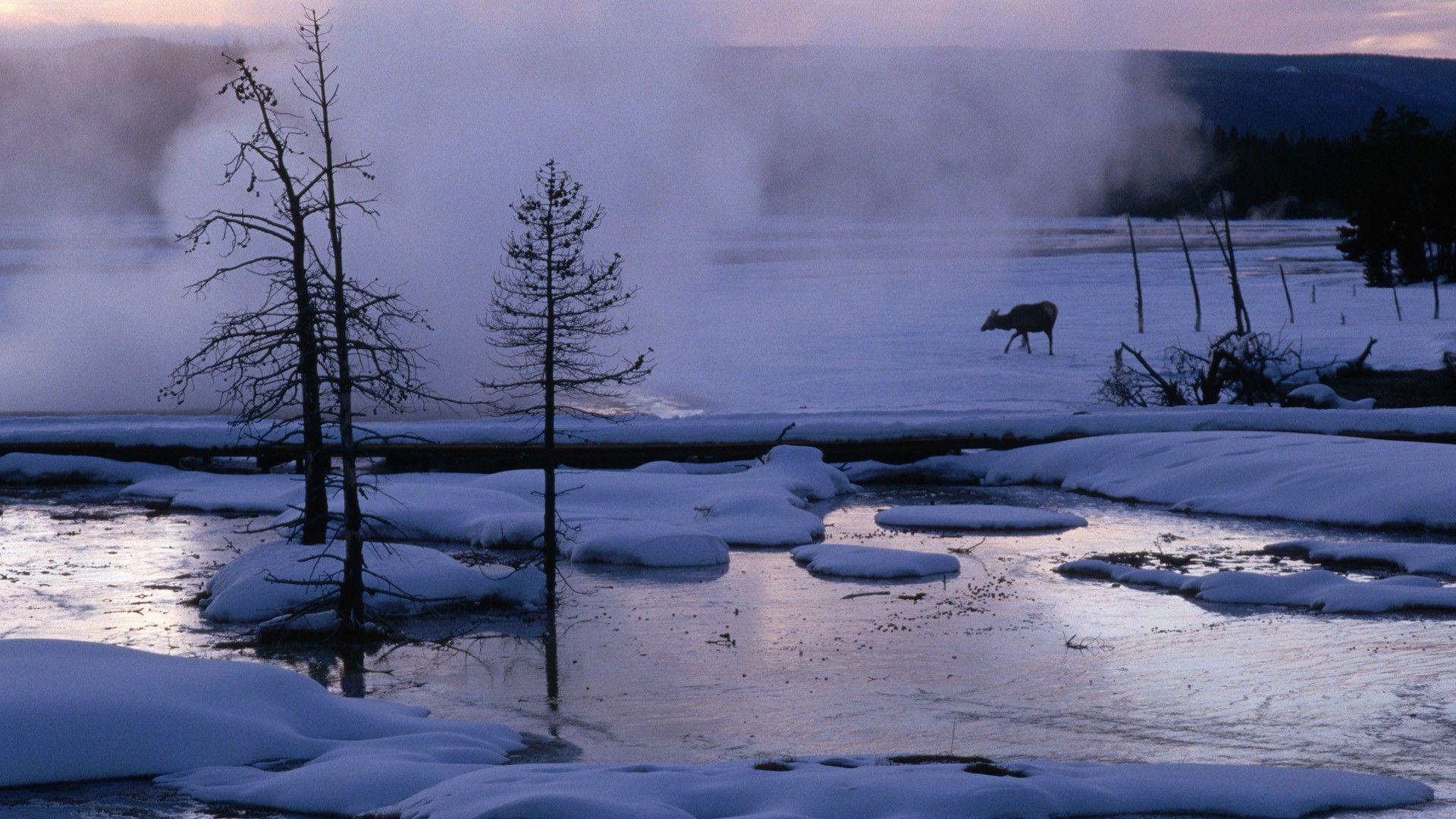 Wyoming, Yellowstone, Wapiti, Nationalpark, USA, 1920x1080 Full HD Desktop