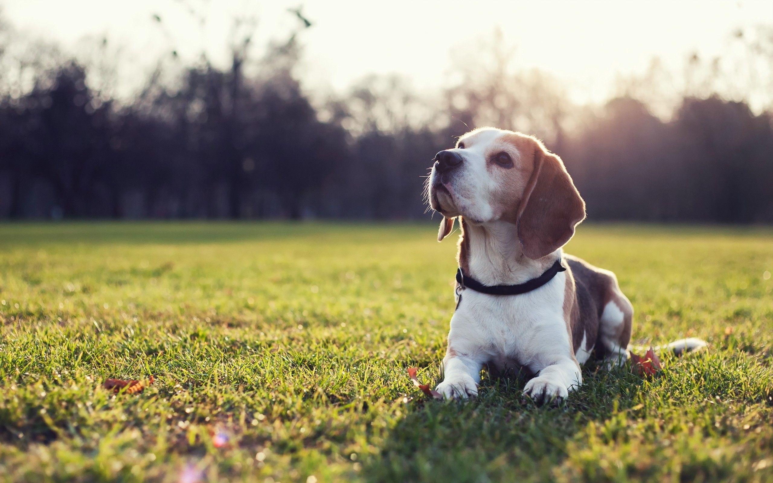 Beagle, niedlich, Jagdhund, Haustier, Welpe, 2560x1600 HD Desktop