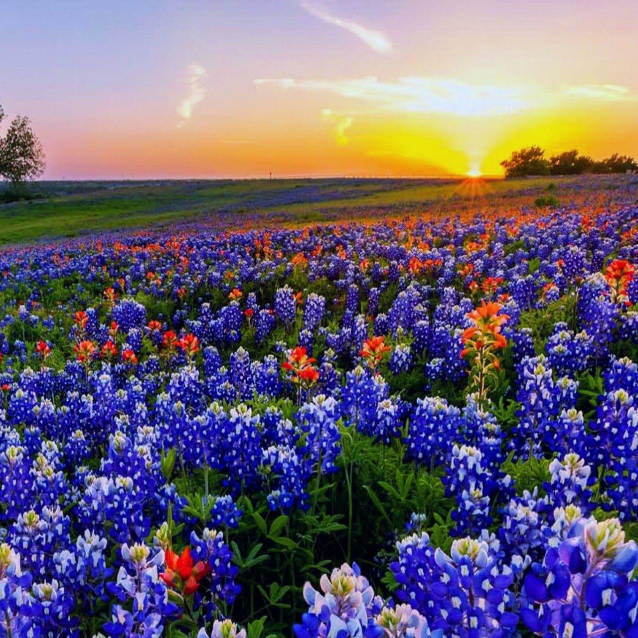 Bluebonnet, Natur, Texas, Wildblumen, Frühling, 1280x1280 HD Handy