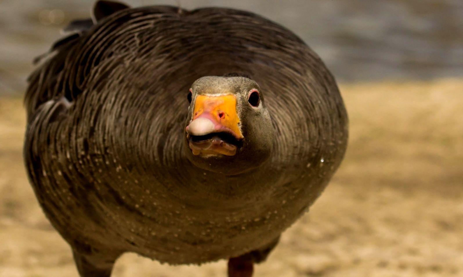 Graugans, Vögel, HD, Tierwelt, Bild, 1600x960 HD Desktop