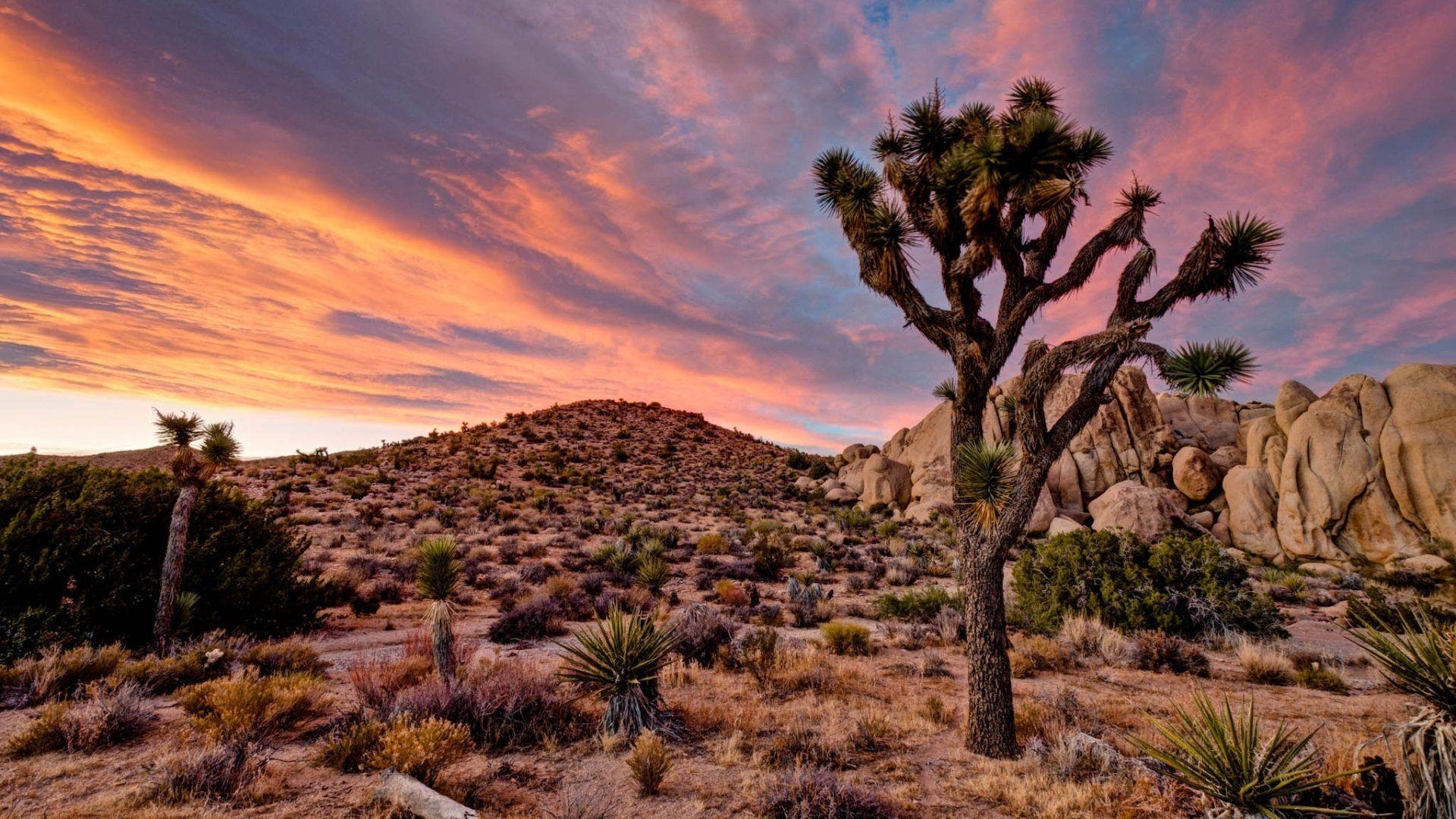 Joshua Tree, Nationalpark, HD, Kalifornien, Landschaft, 1920x1080 Full HD Desktop